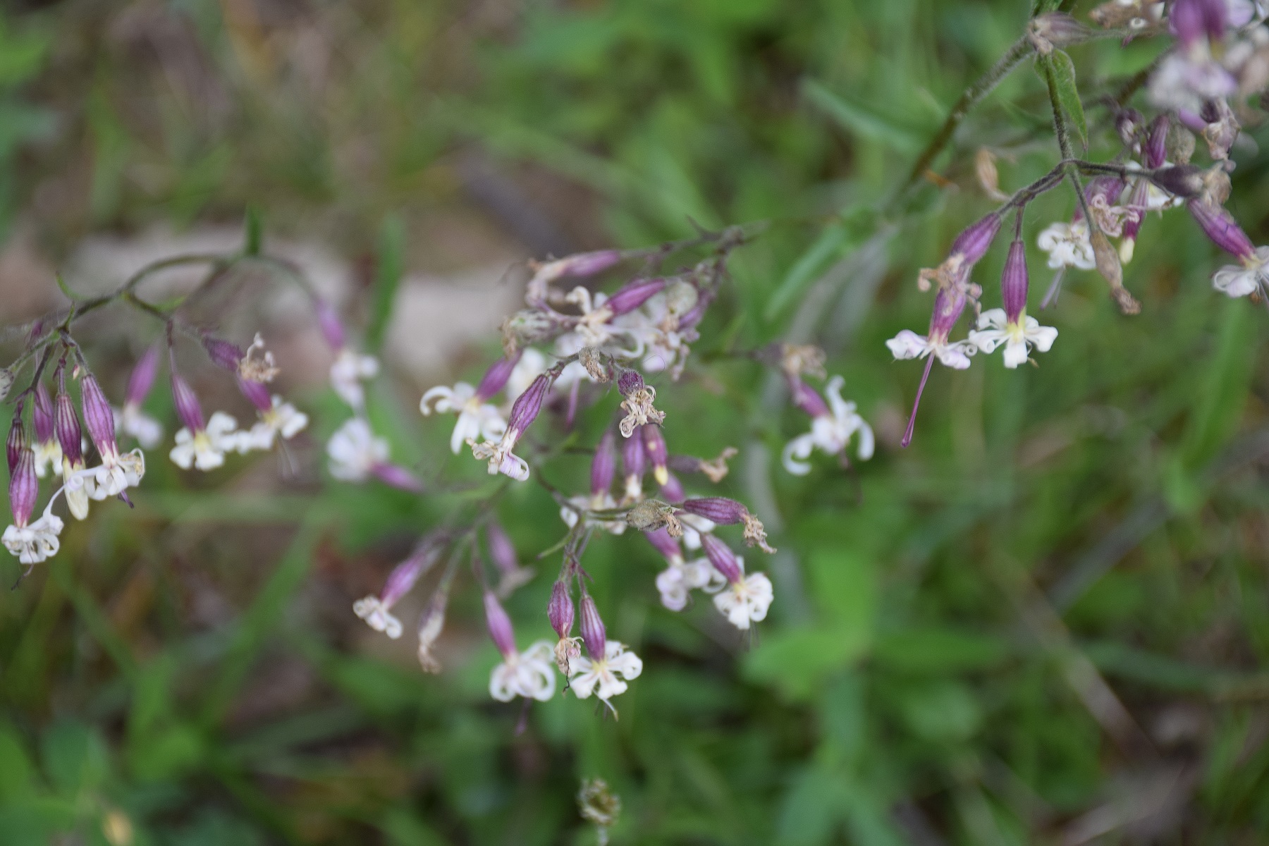 Pressbaum-25052019-(10) - Silene sp.JPG