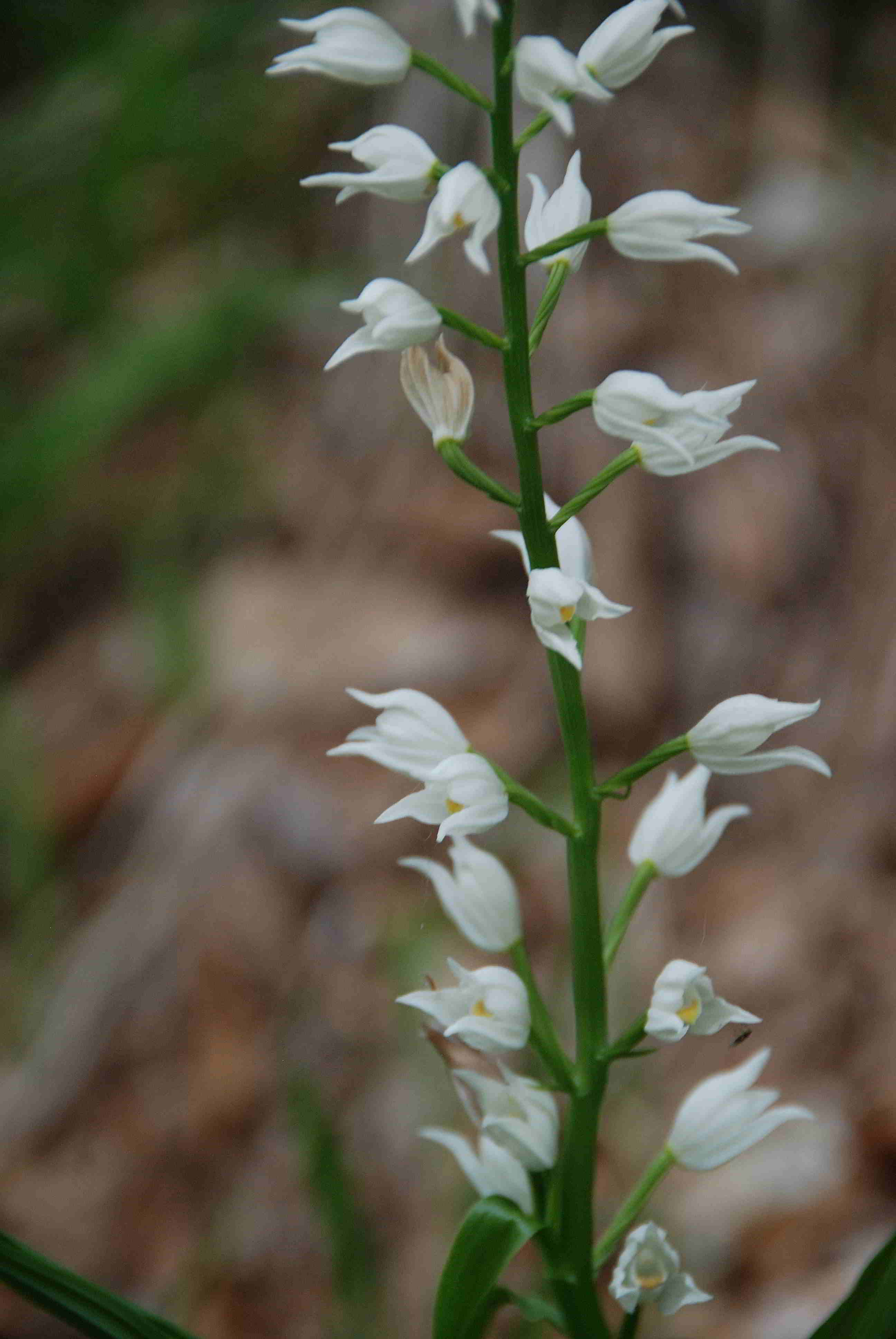 Lilienfeld-20052017-(198)_Weg vom Leopoldseder zum Friedhof-Cephalanthera longifolia.JPG