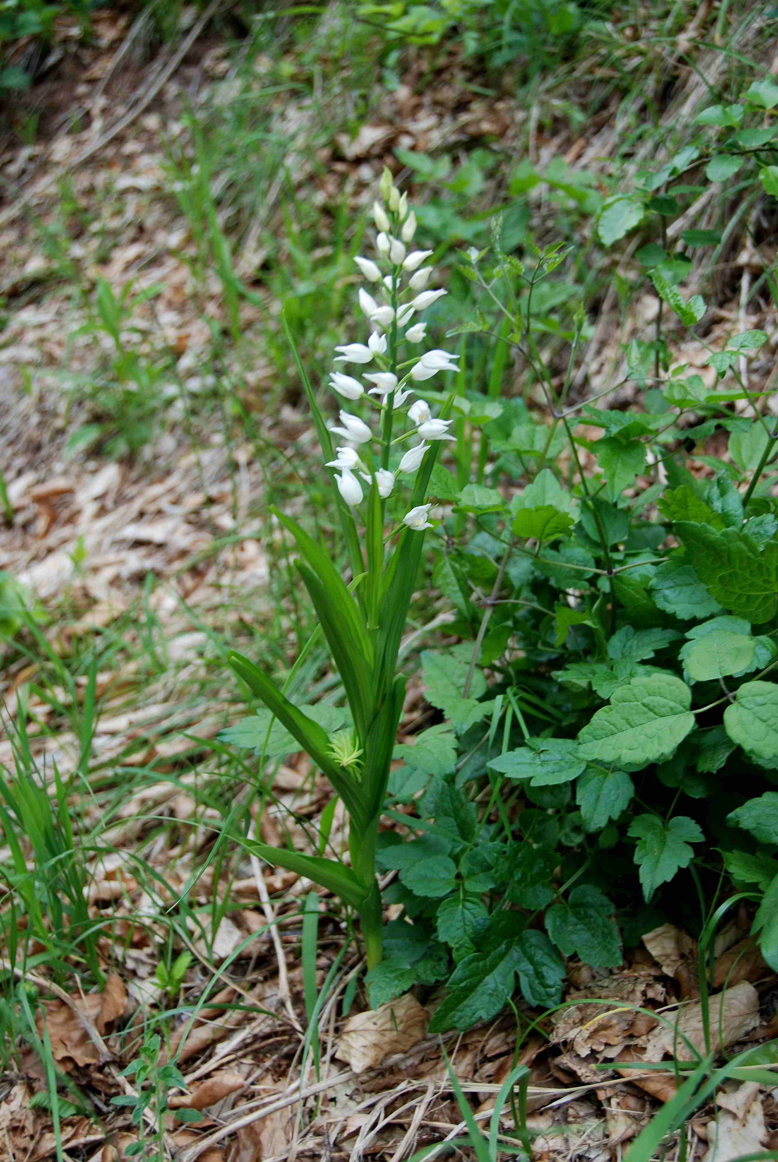 Lilienfeld-20052017-(199)_Weg vom Leopoldseder zum Friedhof-Cephalanthera longifolia.JPG