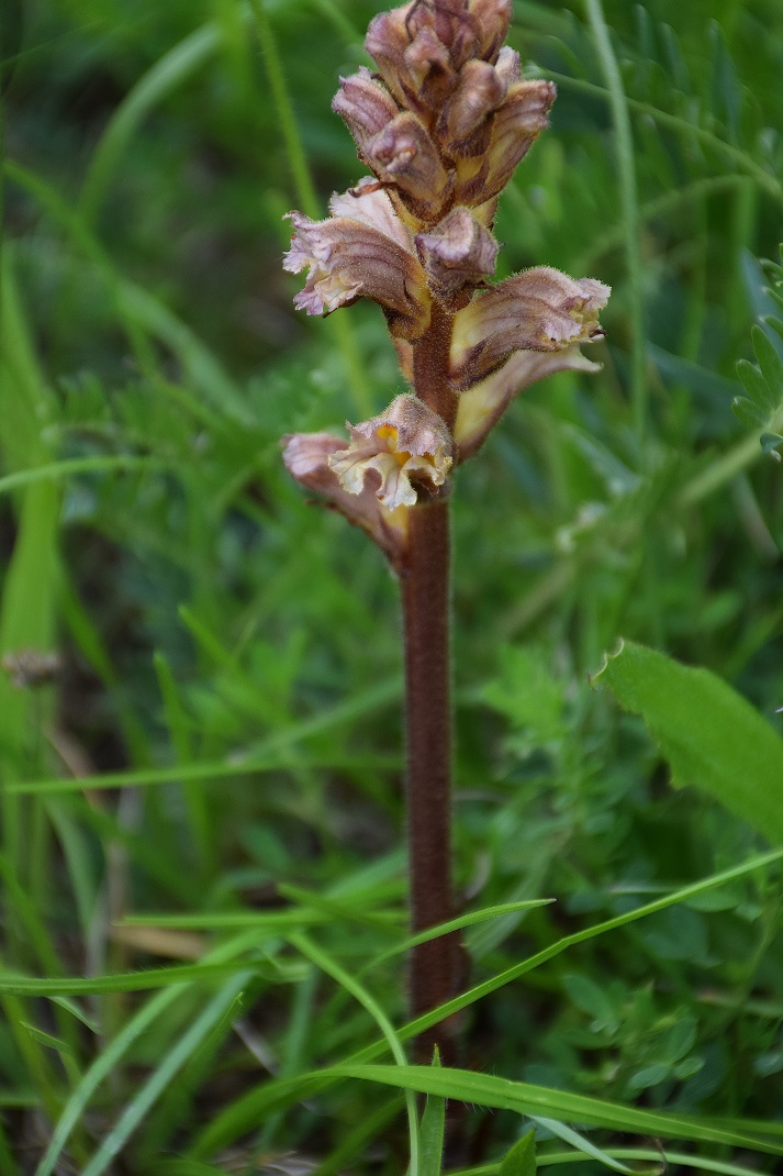 Alland-25052019-(9) - Böschungswiese.JPG