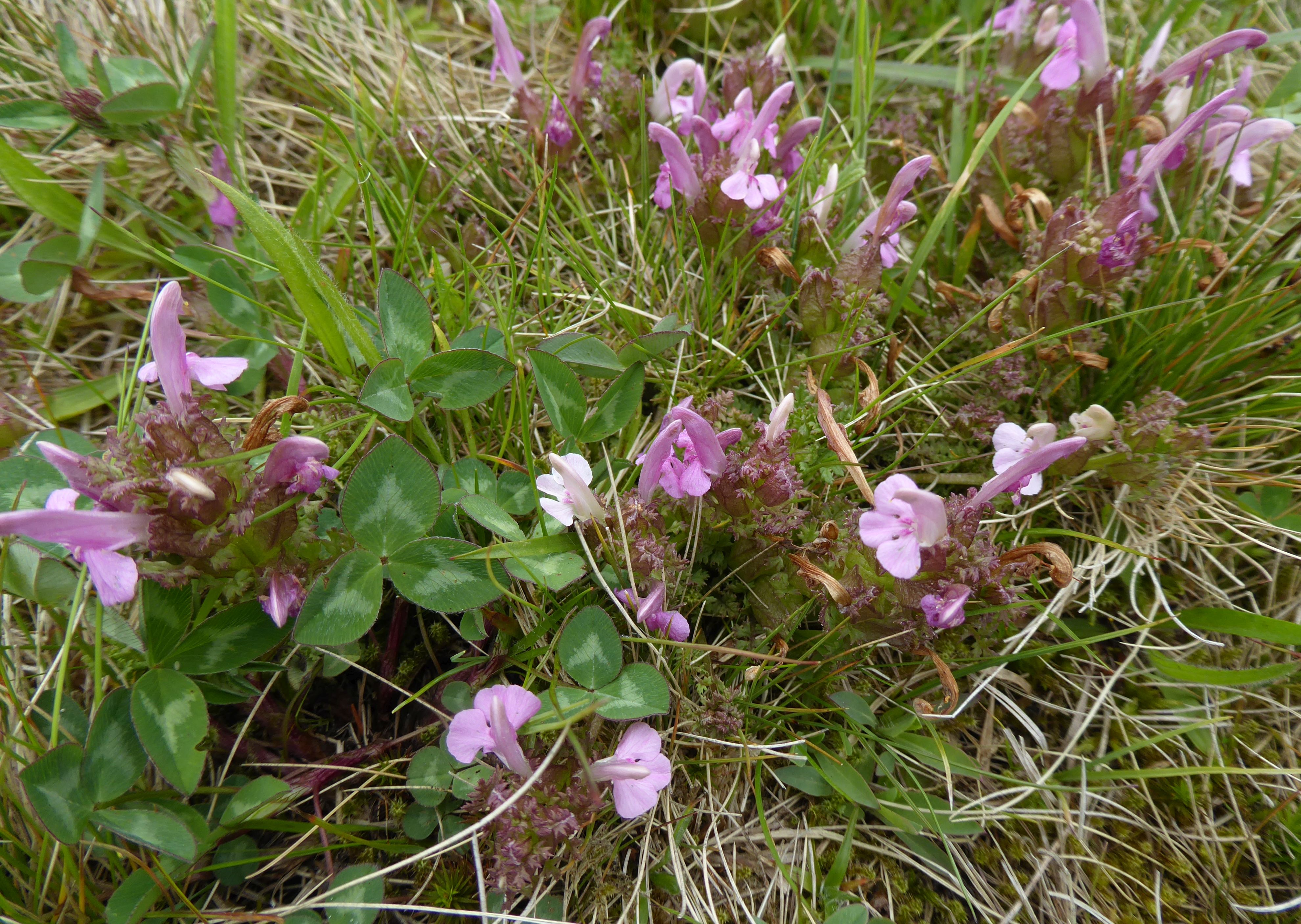 04P1060676 Pediculares sylvatica.JPG