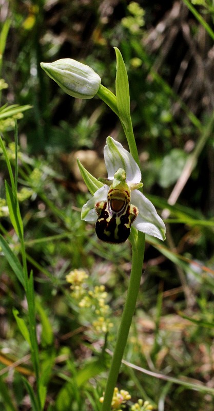k-Ophrys apifera weiß.JPG