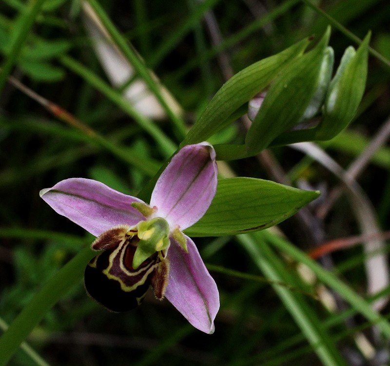 k-Ophrys apifera rosa I.JPG