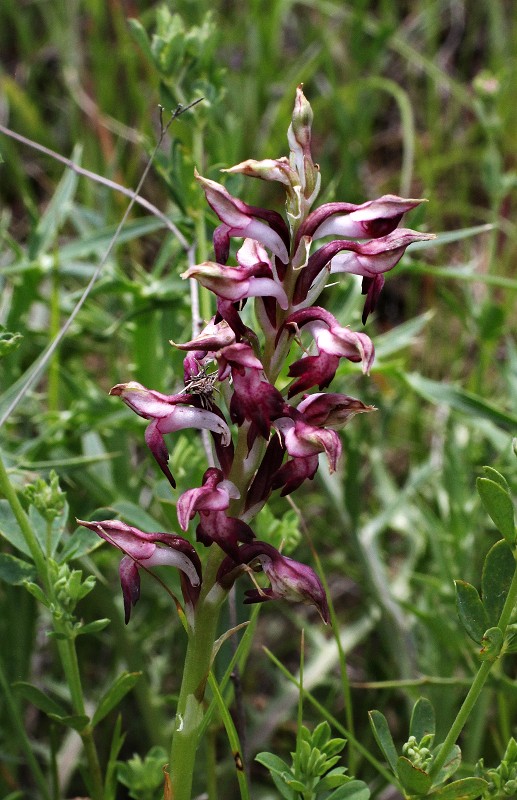 k-Anacamptis coriophora.JPG