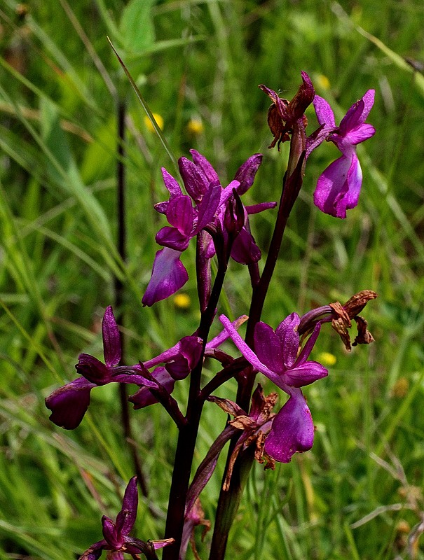 k-Anacamptis laxiflora ssp. l..JPG