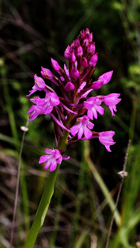 k-Anacamptis pyramidalis.JPG