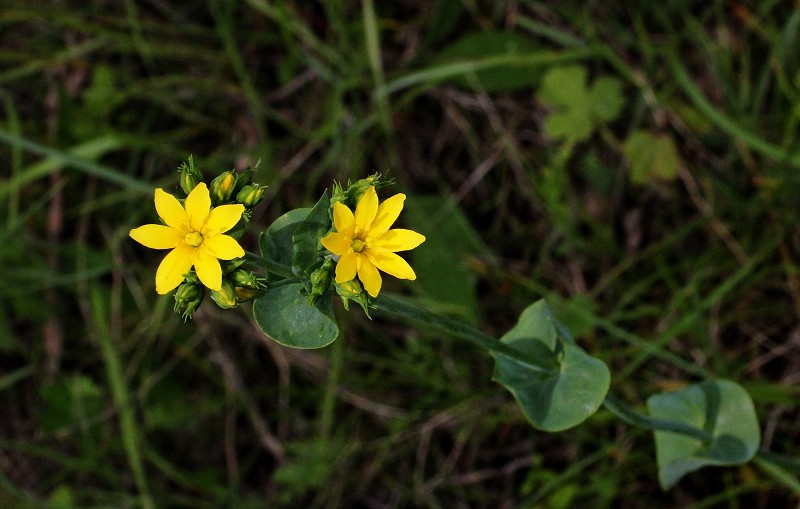 k-Blackstonia perfoliata.JPG