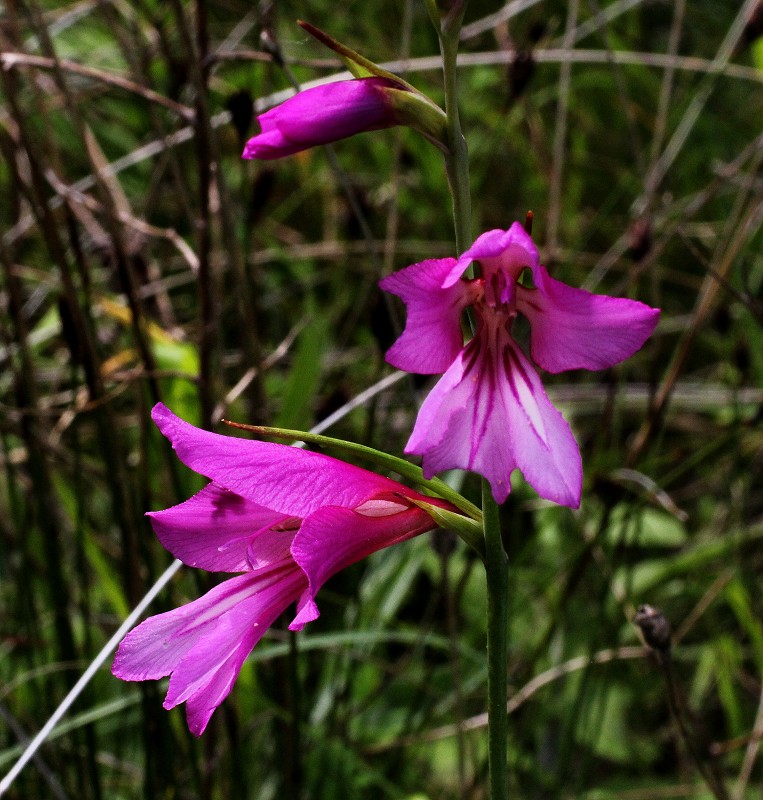 k-Gladiolous illyricus.JPG