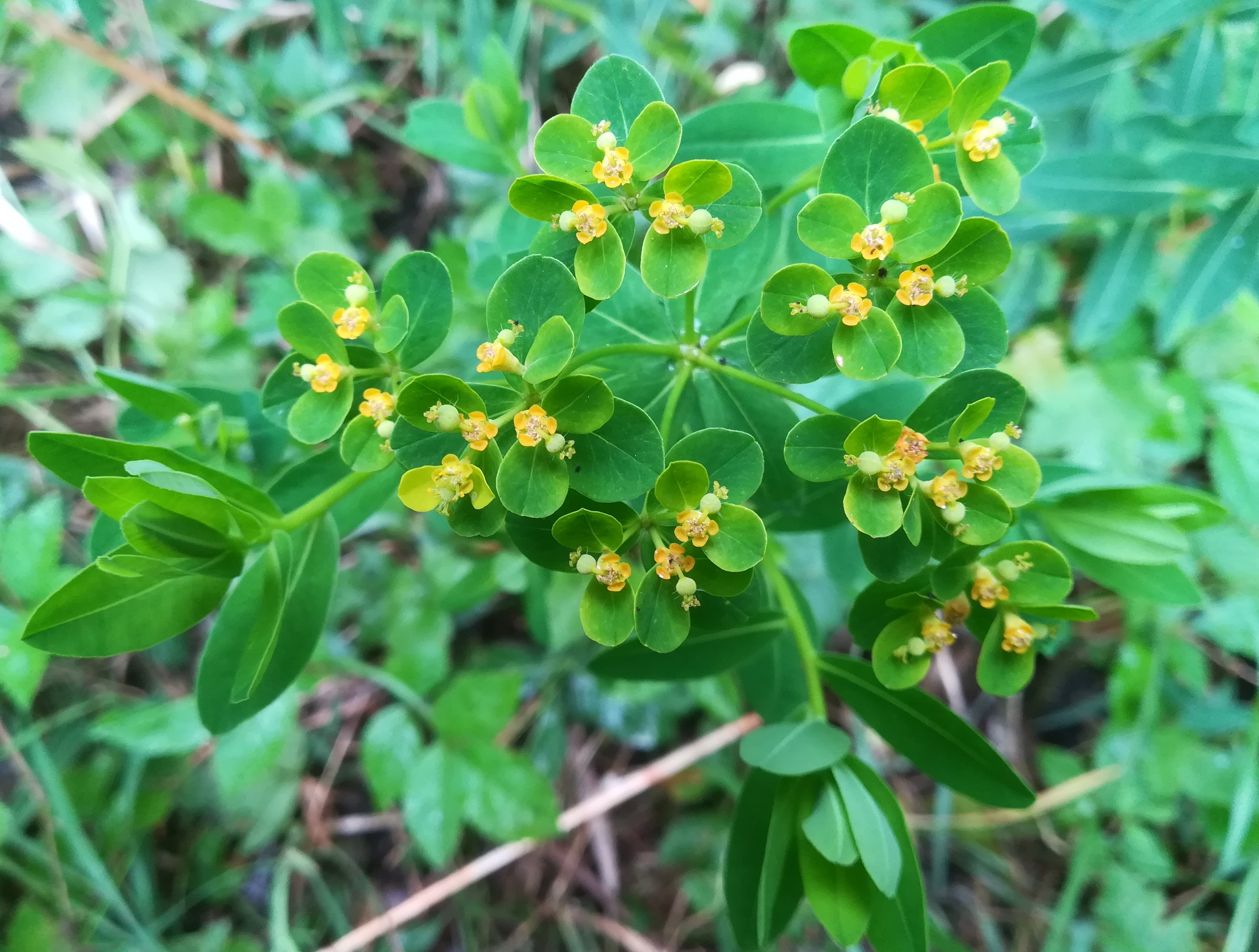 euphorbia villosa (s. str.) reisenberg fischa_20190531_071446.jpg