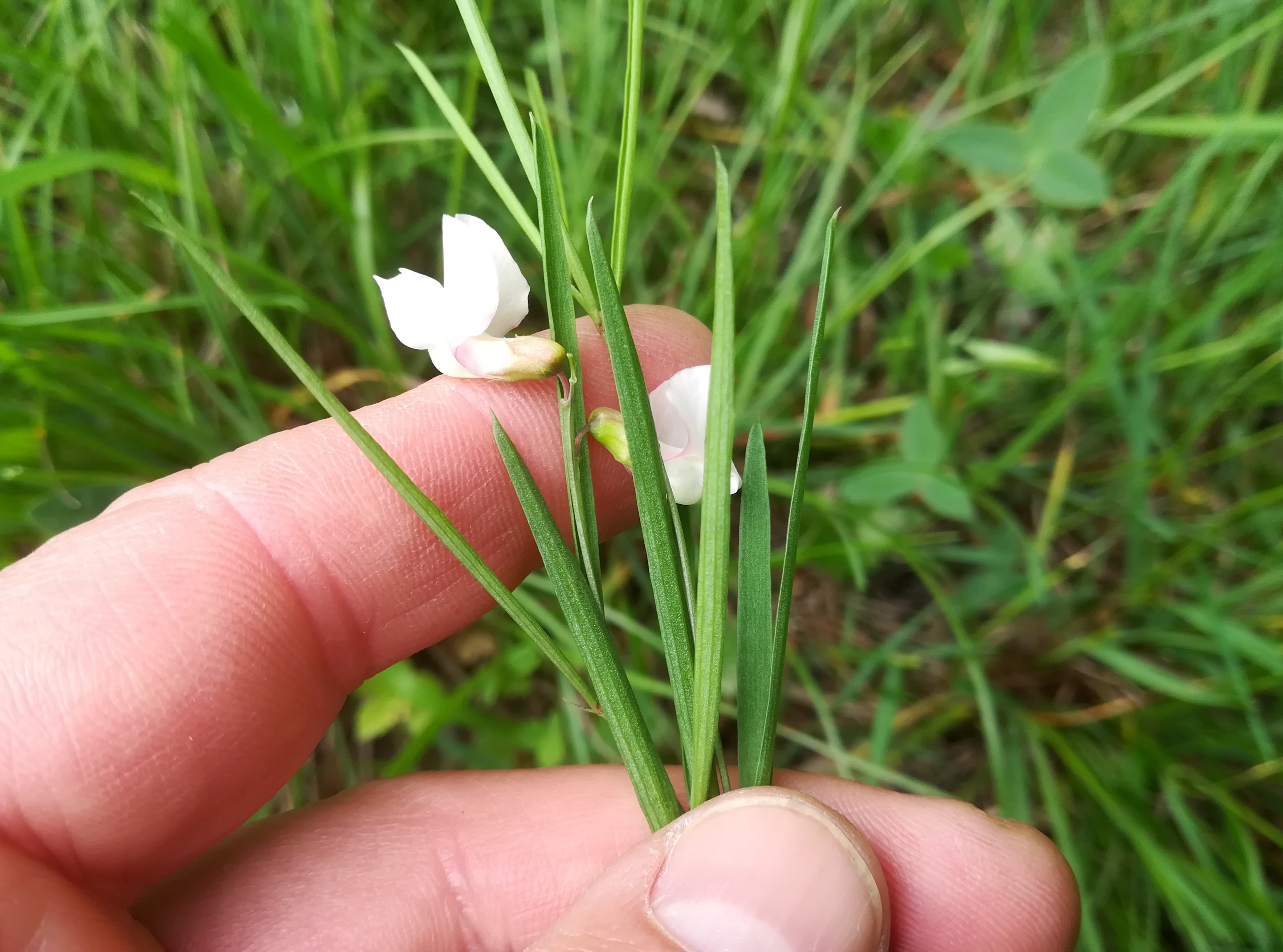 lathyrus pannonicus mitterndorf fischa_20190531_093702.jpg