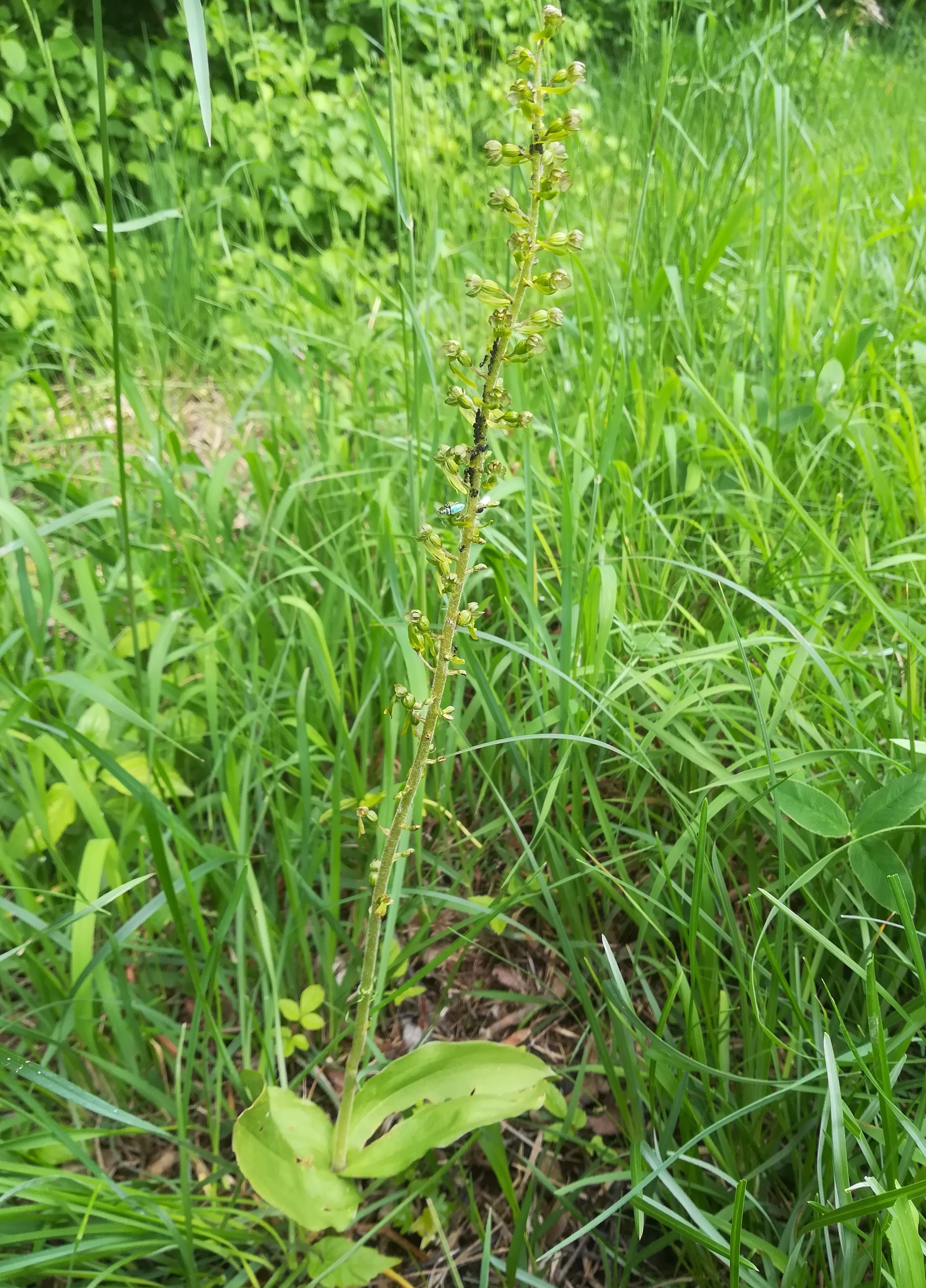listera ovata mitterndorf fischa_20190531_093444.jpg