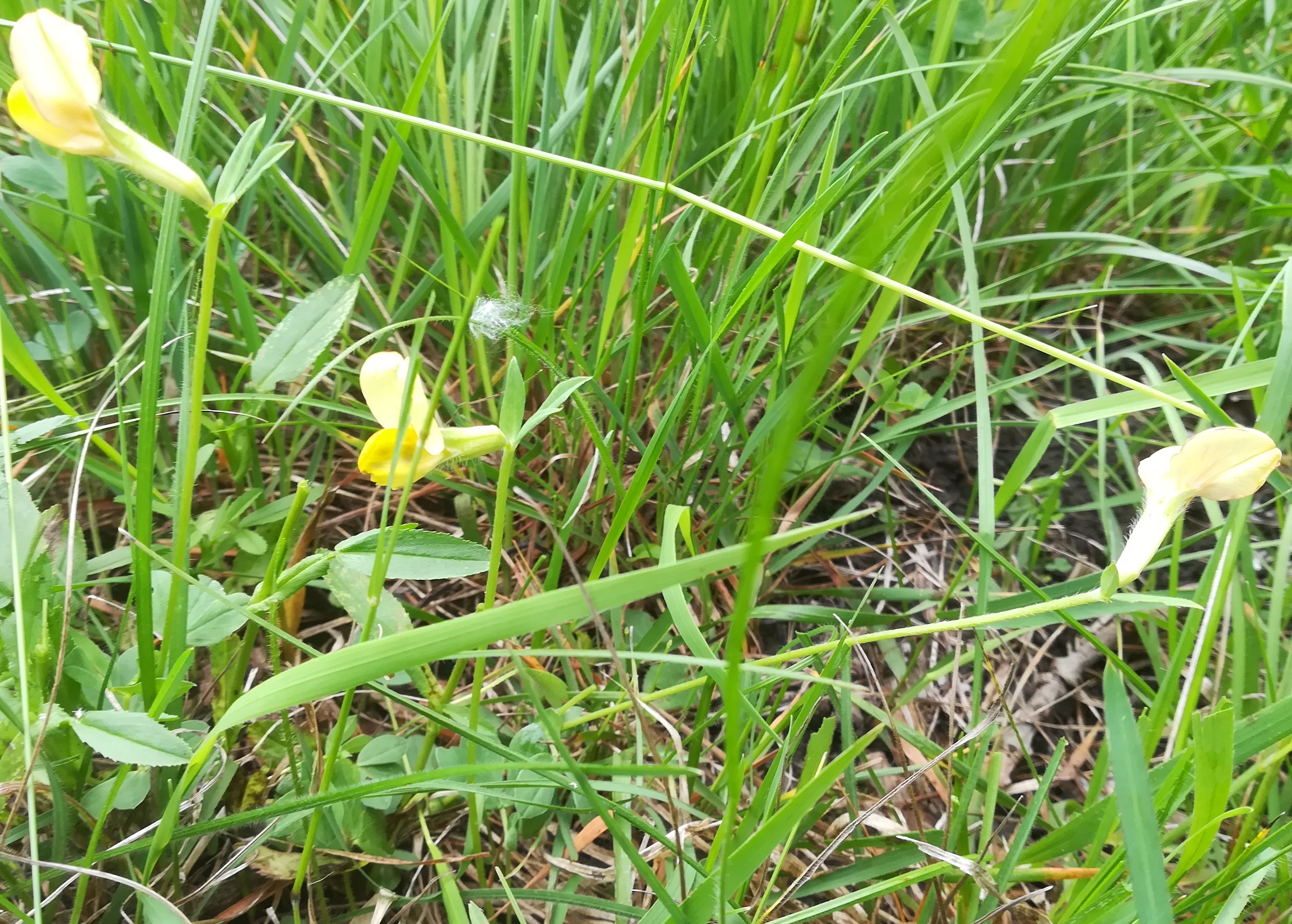 lotus maritium mitterndorf fischa_20190531_094053.jpg