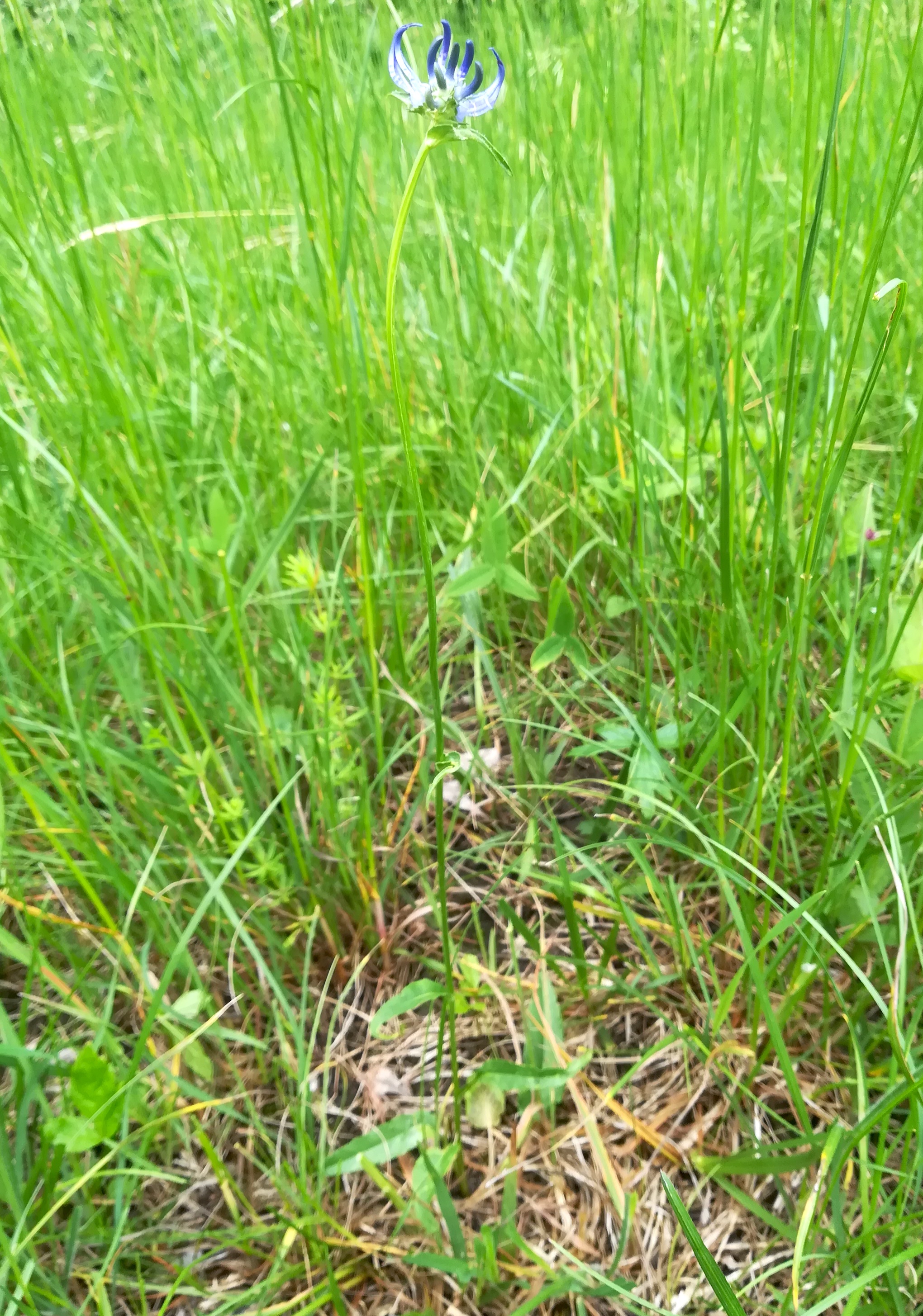 phyteuma orbiculare mitterndorf fischa_20190531_092432.jpg