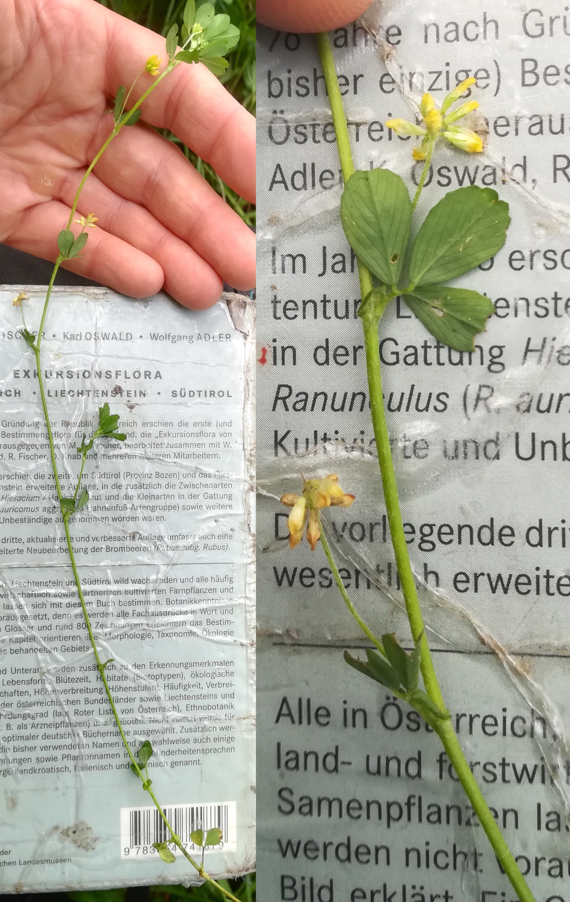 trifolium dubium mitterndorf fischa_20190531_064841.jpg
