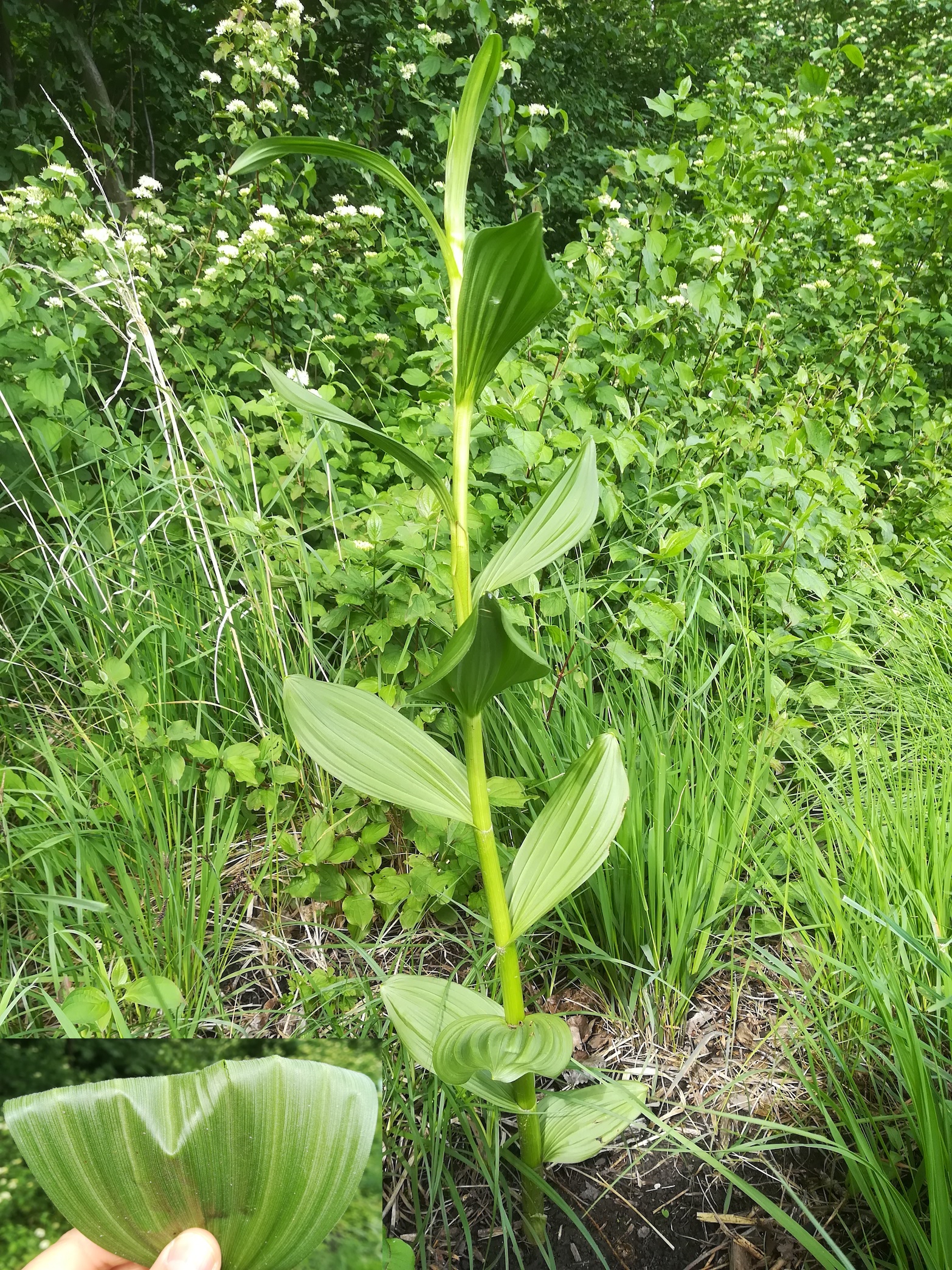veratrum album subsp. album mitterndorf fischa_20190531_085359.jpg