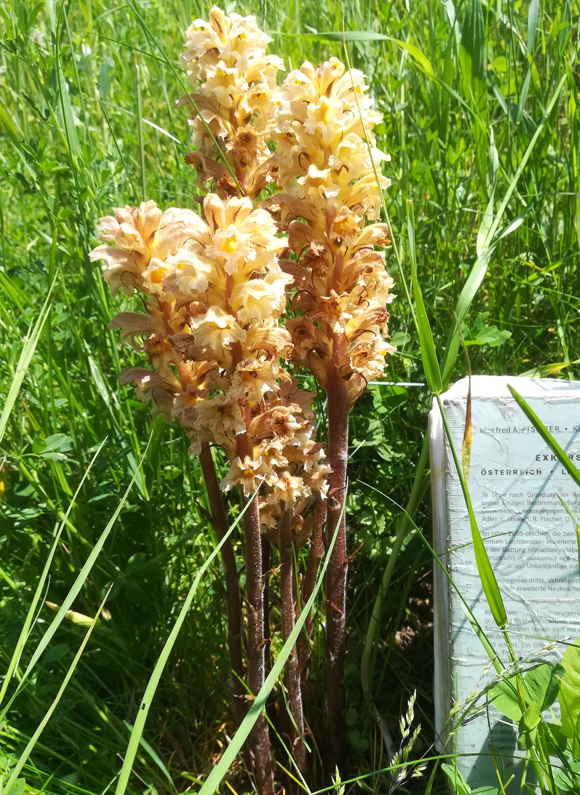 orobanche lutea albern hochwasserdamm bei eisenbahn_20190601_134618.jpg