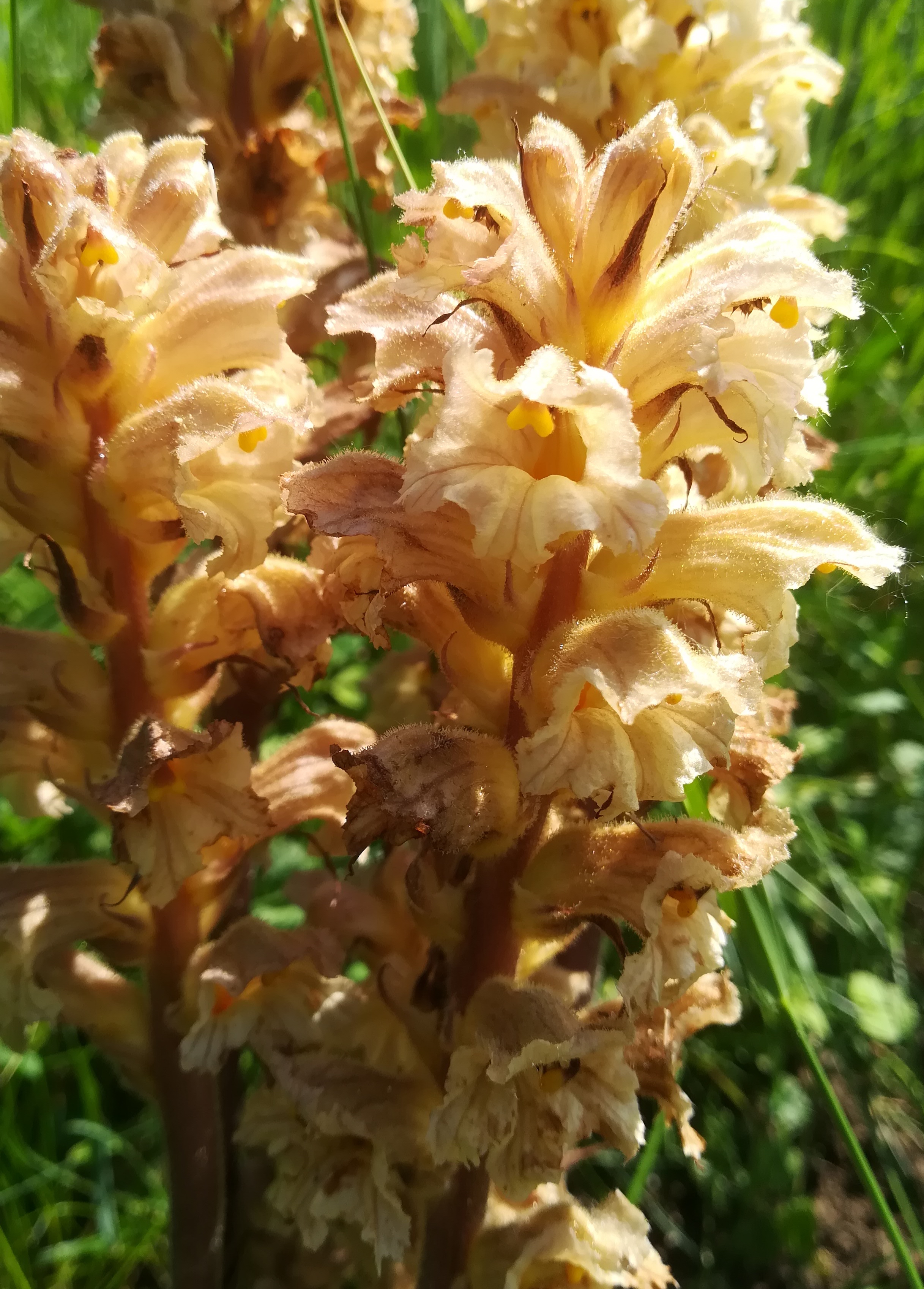 orobanche lutea albern hochwasserdamm bei eisenbahn_20190601_134641.jpg