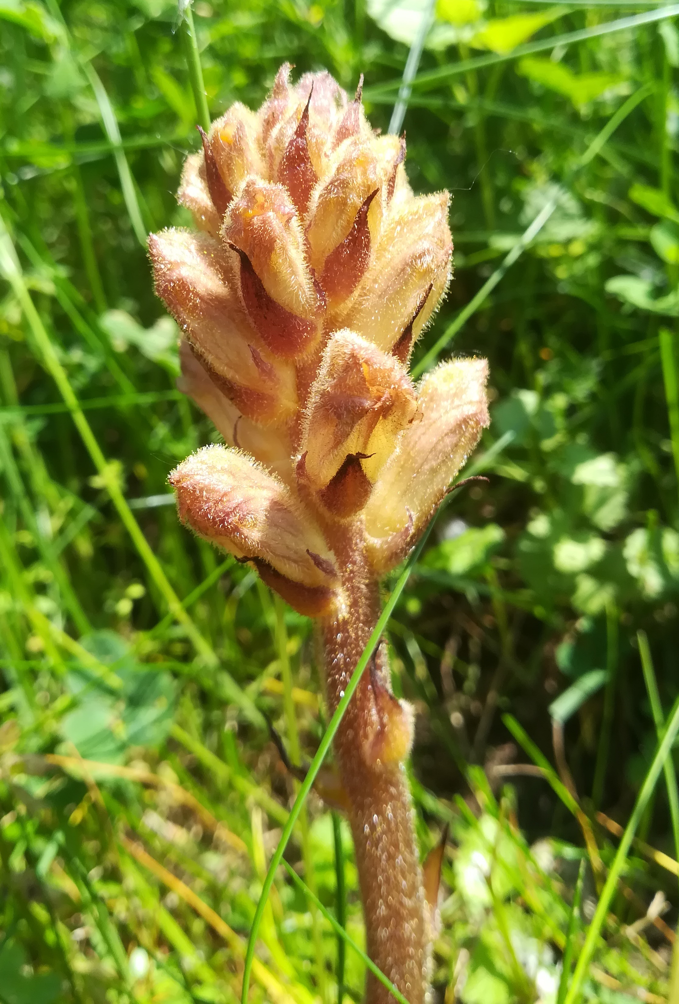 orobanche lutea albern hochwasserdamm bei eisenbahn_20190601_134651.jpg