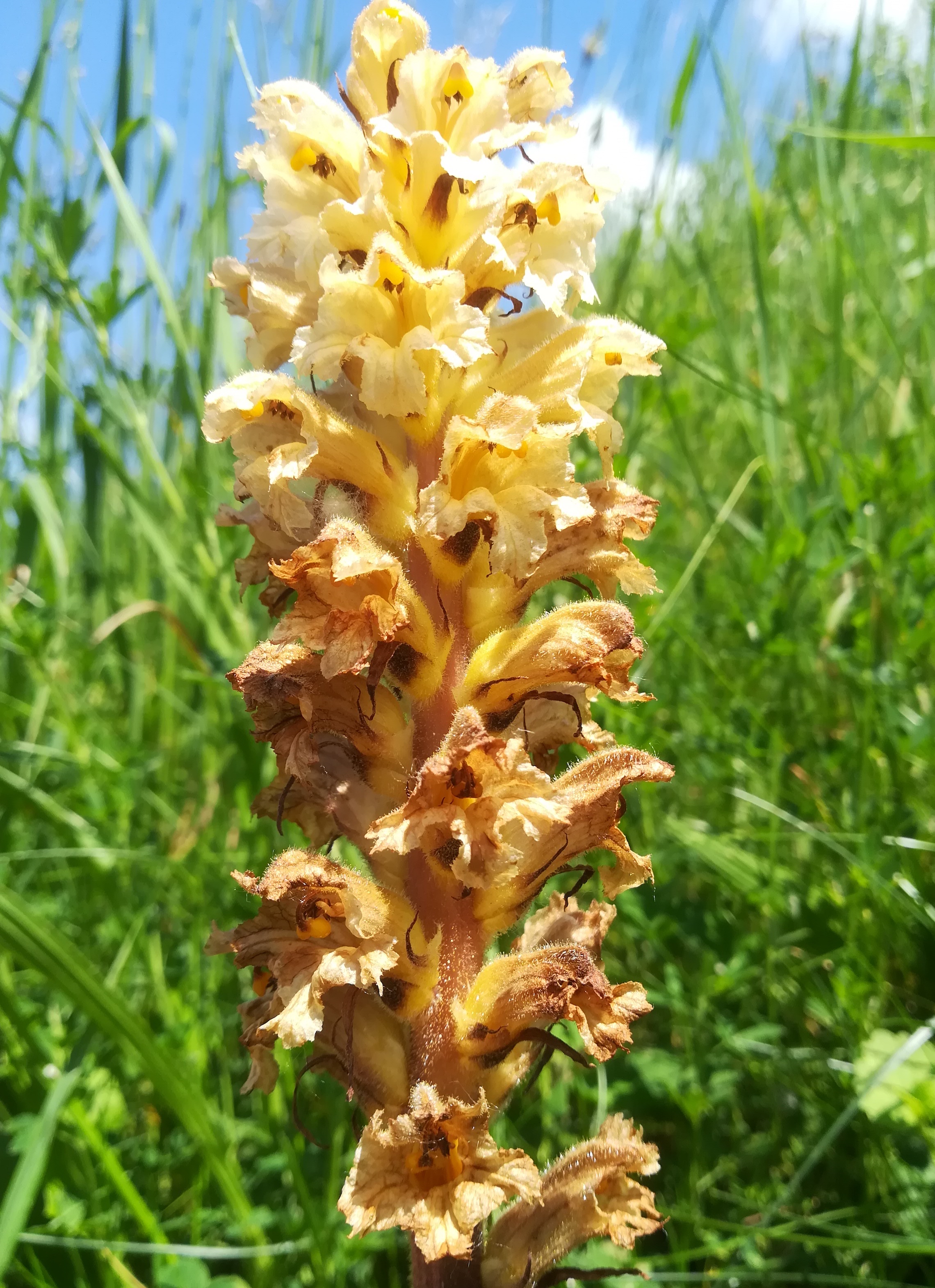 orobanche lutea albern hochwasserdamm bei eisenbahn_20190601_134709.jpg