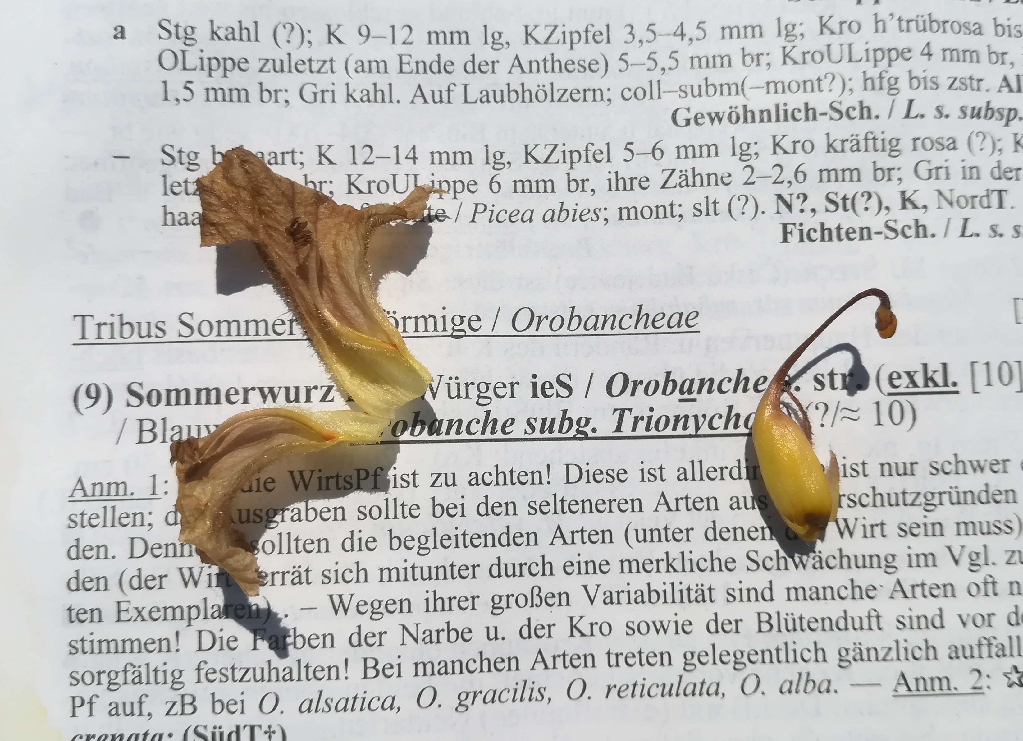 orobanche lutea albern hochwasserdamm bei eisenbahn_20190601_134907.jpg