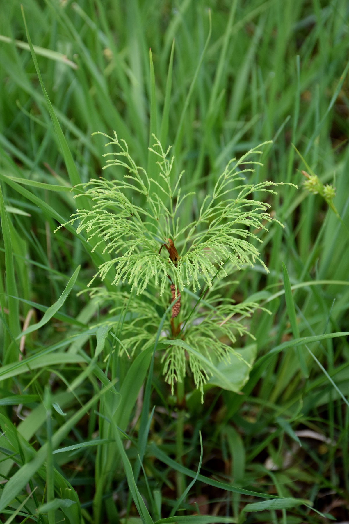 Klausen-Leopold - 31052019-(102) - Equisetum sylvaticum.JPG