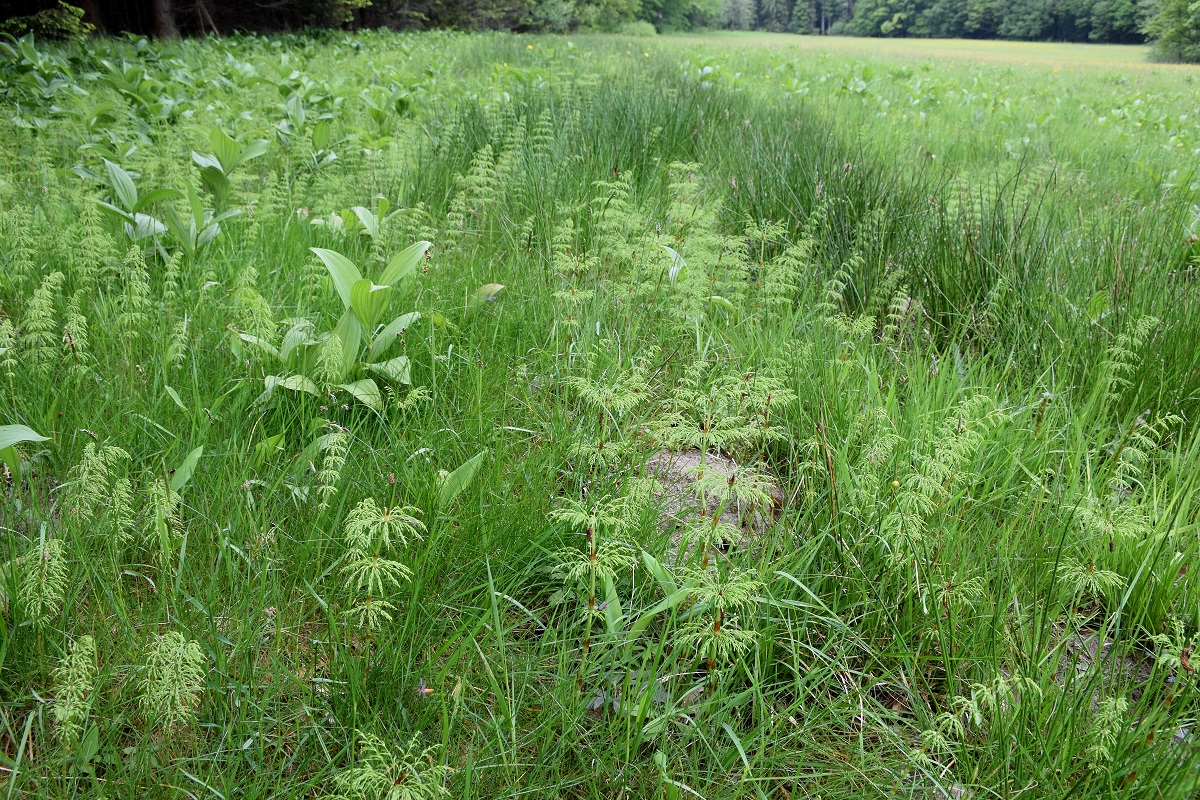 Klausen-Leopold - 31052019-(106) - Equisetum sylvaticum.JPG