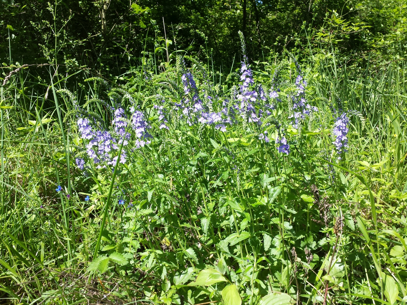 20190602_154006.jpg