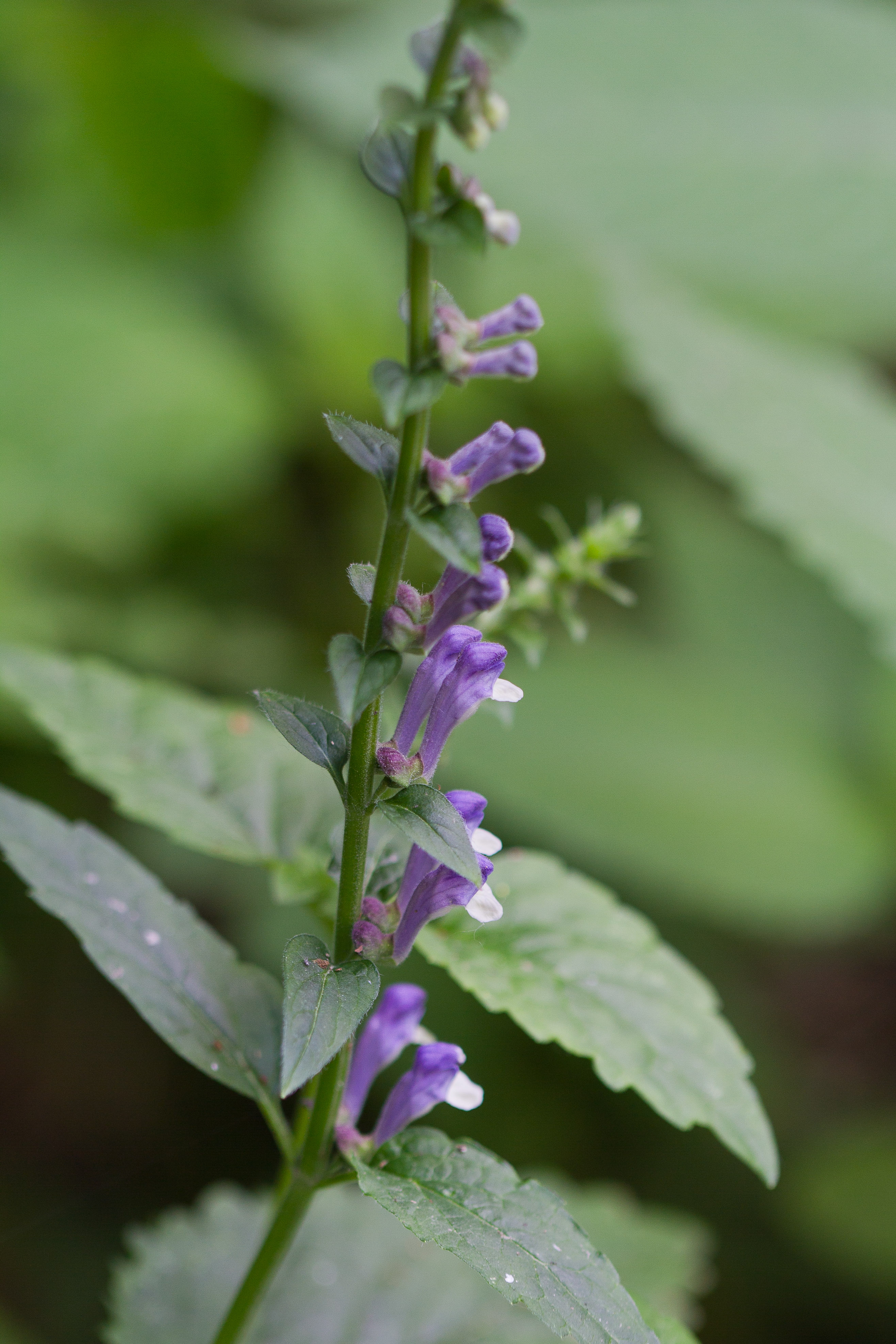 Lamiaceae_Scutellaria altissima 1.jpg