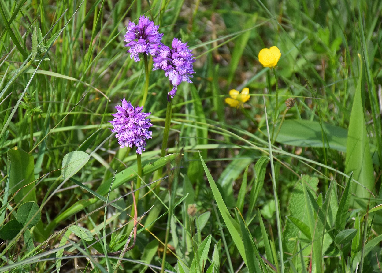 Alland-Glashüttental-18052019-(48) - G - Neotinea tridentata - Dreizahn-Keuschständel.JPG