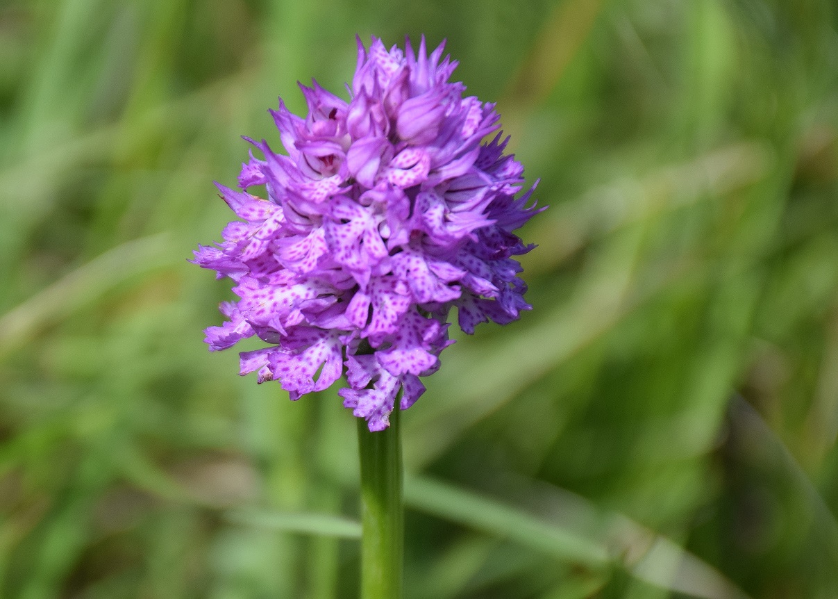 Alland-Glashüttental-18052019-(52) - G - Neotinea tridentata - Dreizahn-Keuschständel.JPG