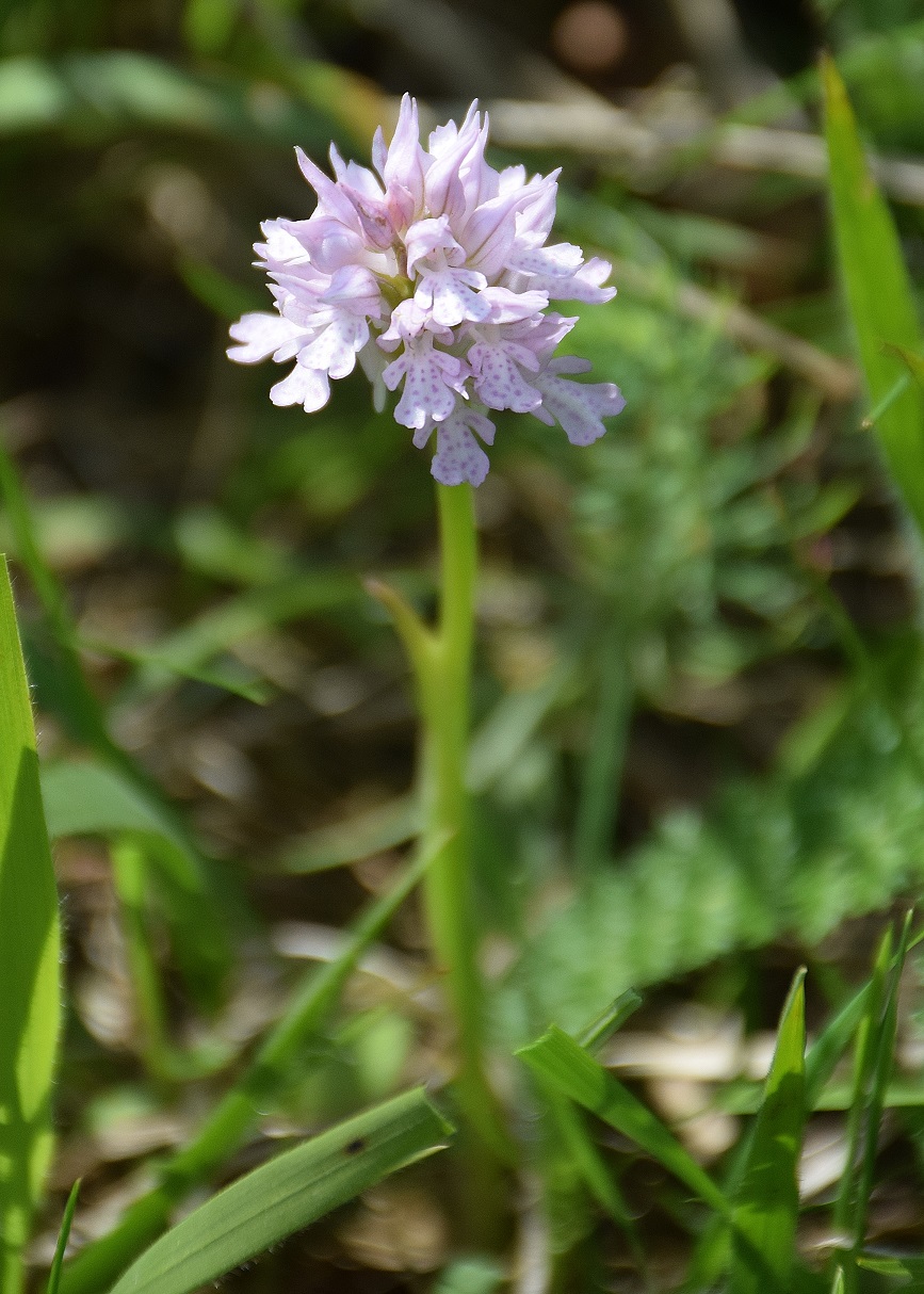 Alland-Glashüttental-18052019-(62) - G - Neotinea tridentata - Dreizahn-Keuschständel.JPG