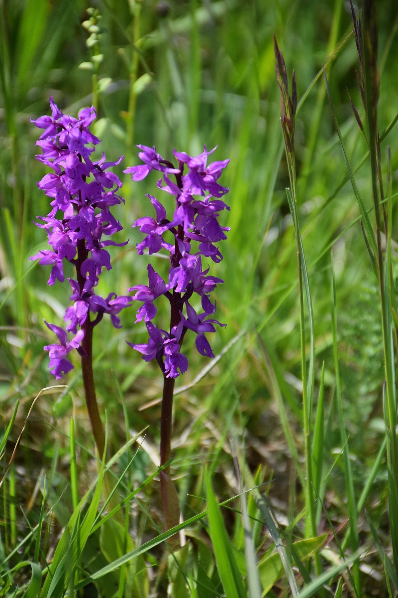 Alland-Glashüttental-18052019-(70) - G - Orchis mascula ssp. speciosa - Prächtiges Manns-Knabenkraut.JPG