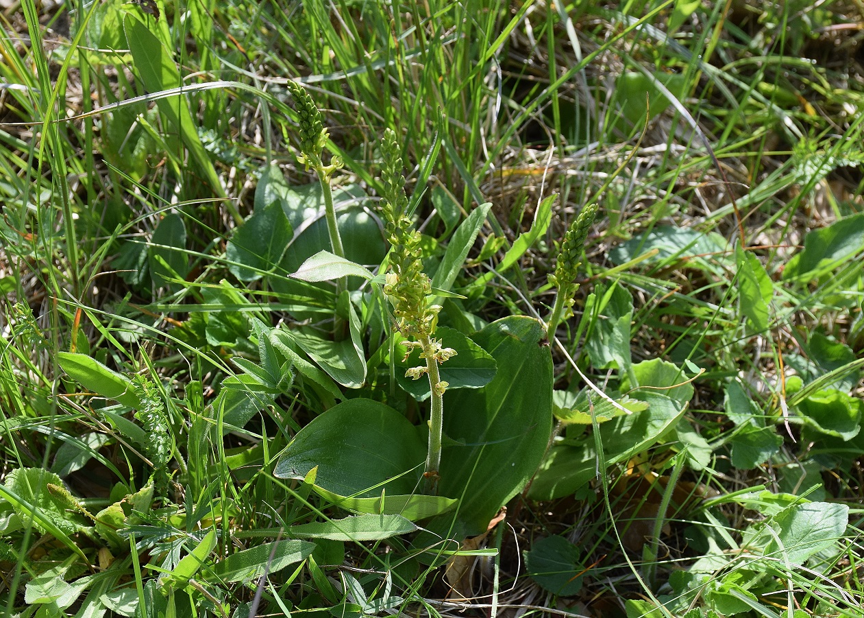 Alland-Glashüttental-18052019-(81) - G - Neottia ovata - Gross-Zweiblatt.JPG