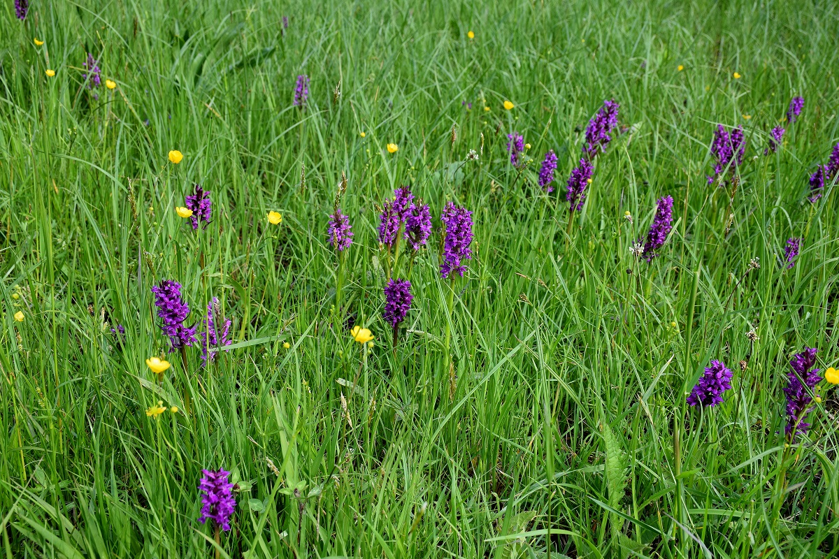 Alland-Glashüttental-18052019-(201) - W-Dactylorhiza majalis - Breitblatt-Fingerwurz.JPG