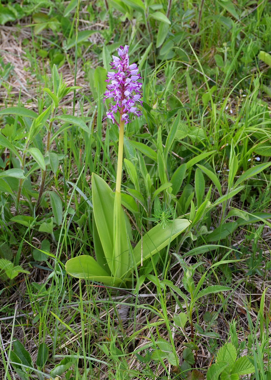 Kaltenleutgeben-S-19052019-(12) - Orchis militaris - Helm-Knabenkraut.JPG