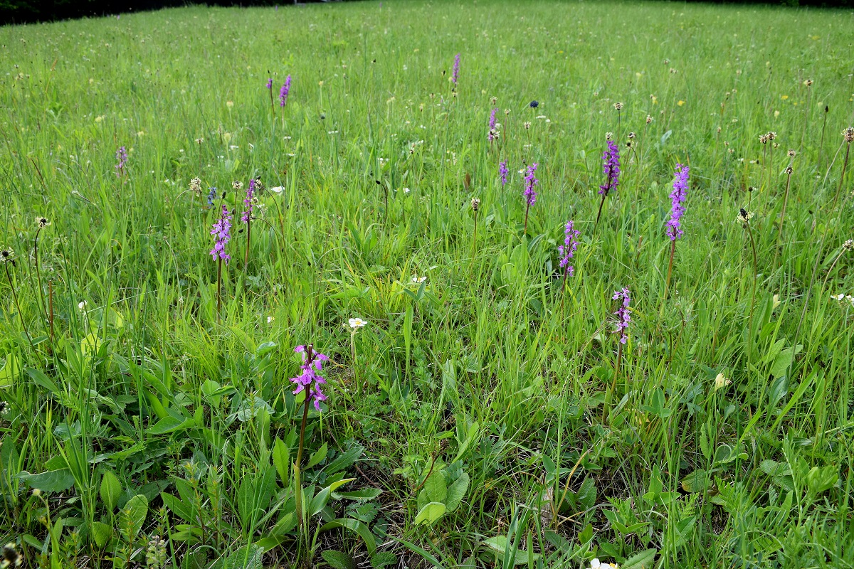 Kaltenleutgeben-S-19052019-(16) - Orchis mascula ssp. speciosa - Prächtiges Manns-Knabenkraut.JPG