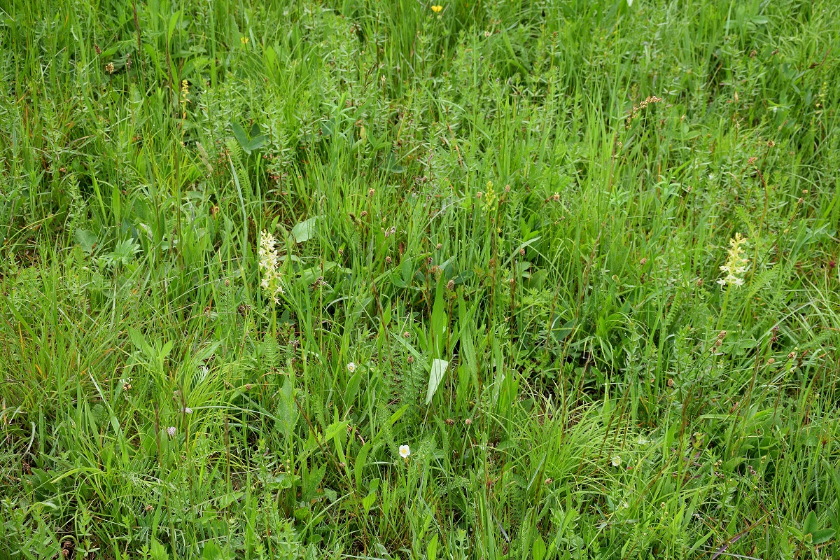 Kaltenleutgeben-S-19052019-(26) - hintere Wiese - Platanthera bifolia - Weiß-Waldhyazinthe.JPG