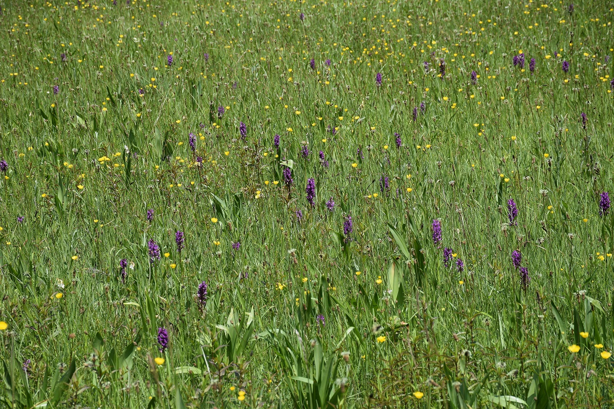 Alland-25052019-(143) - E - Dactylorhiza majalis - Breitblatt-Fingerwurz.JPG