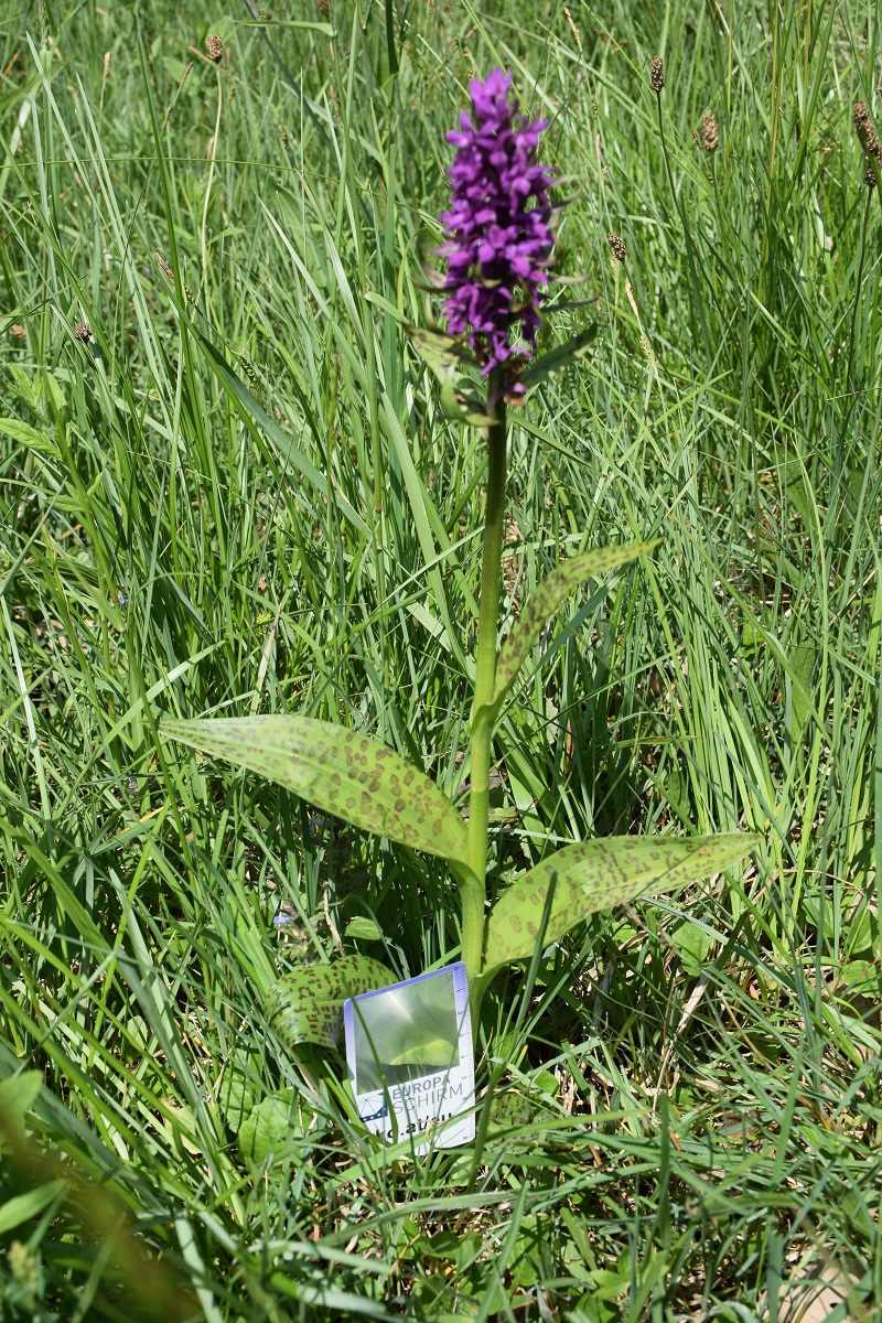 Alland-25052019-(155) - E - Dactylorhiza majalis - Breitblatt-Fingerwurz.JPG