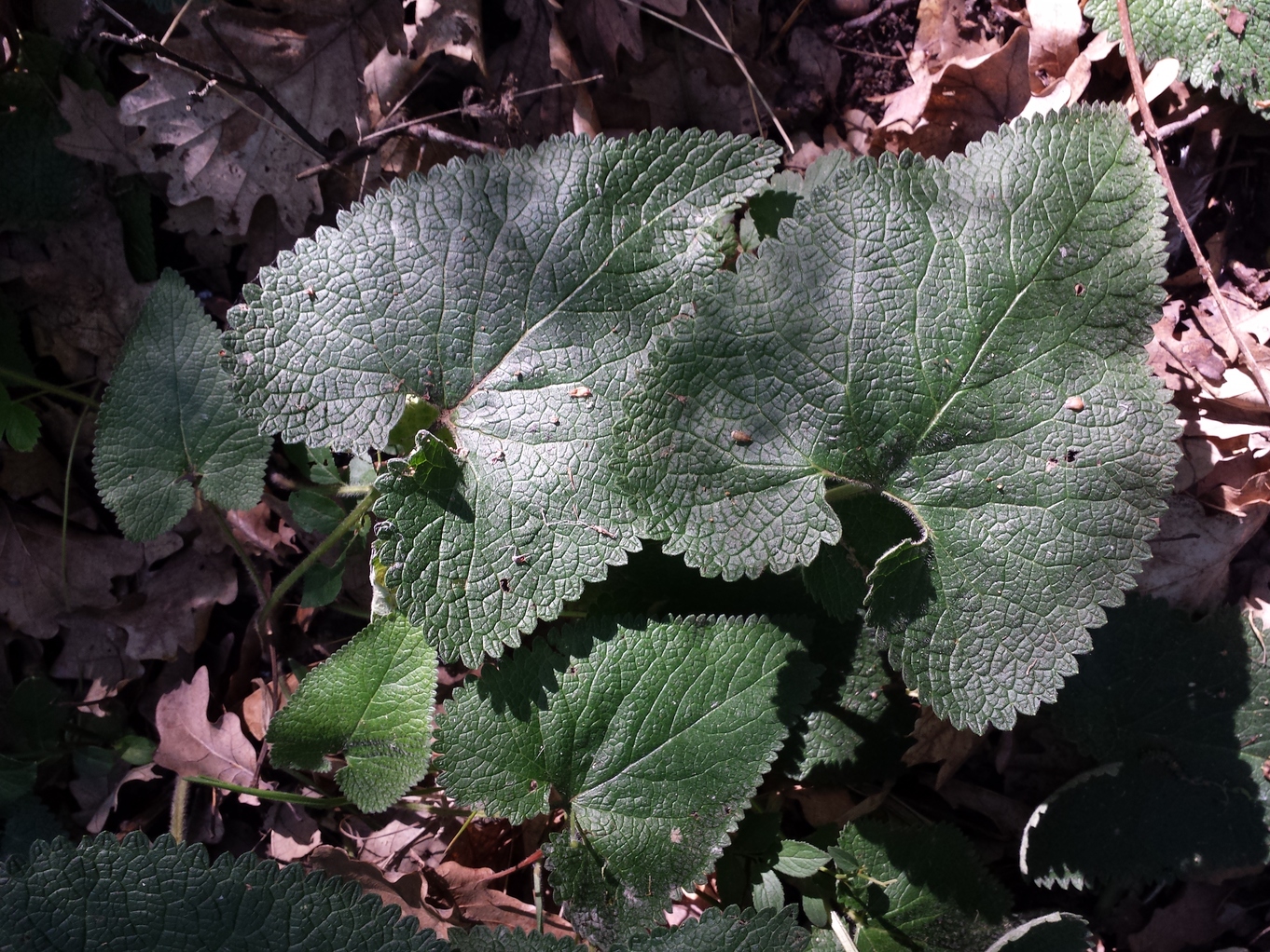 20190602_092344.jpg