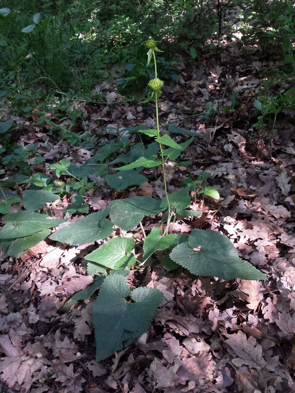 20190602_094459.jpg