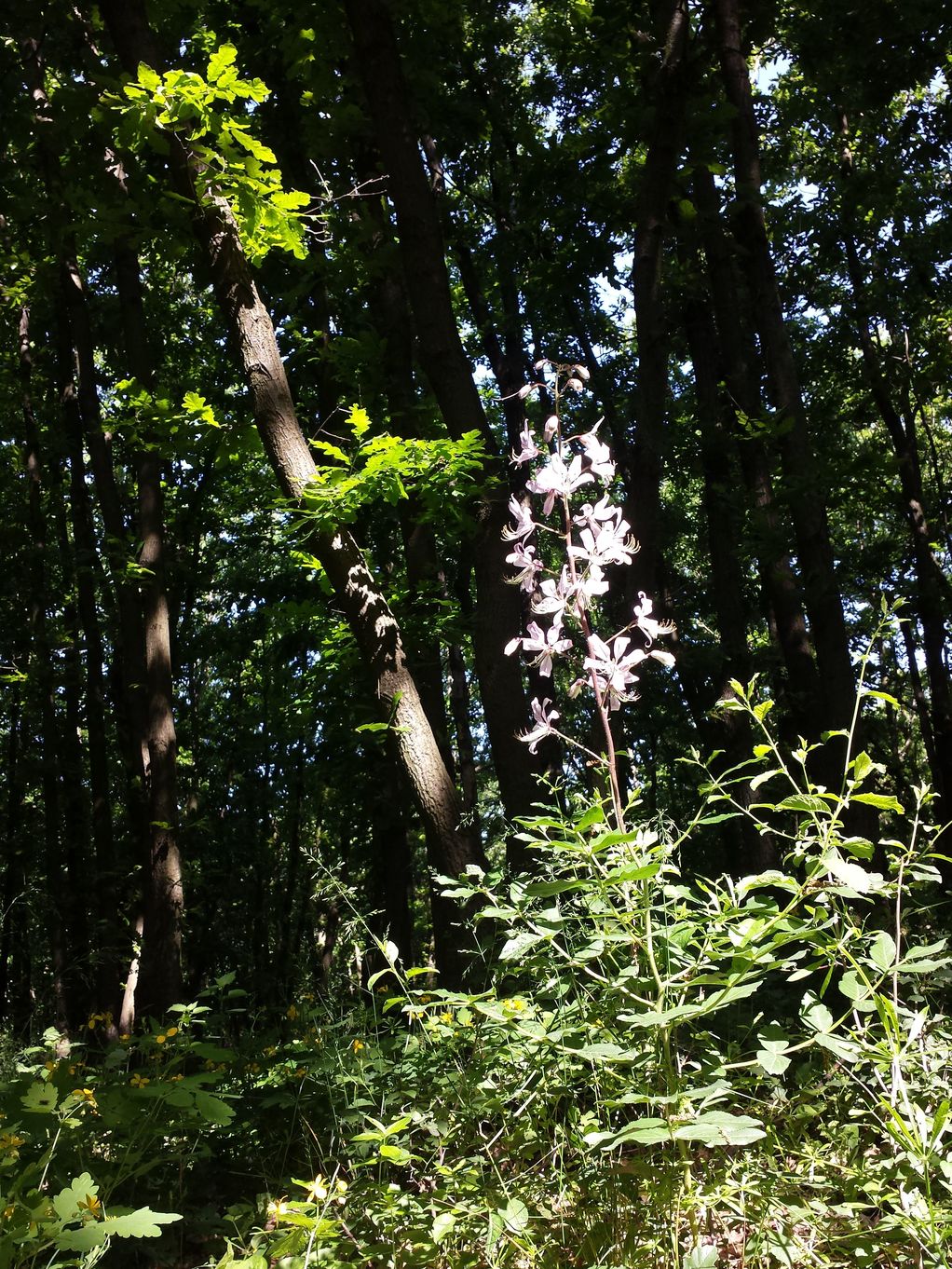 20190602_095833.jpg