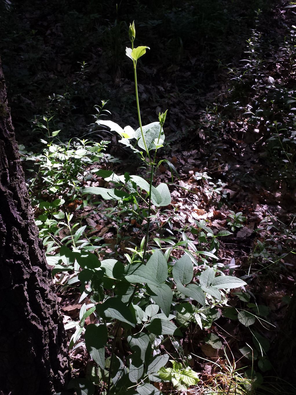 20190602_101230.jpg