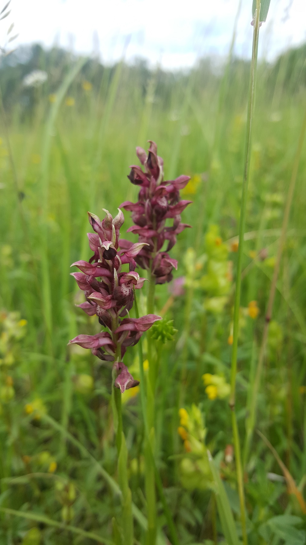 Anacamptis coriophora (2).jpg