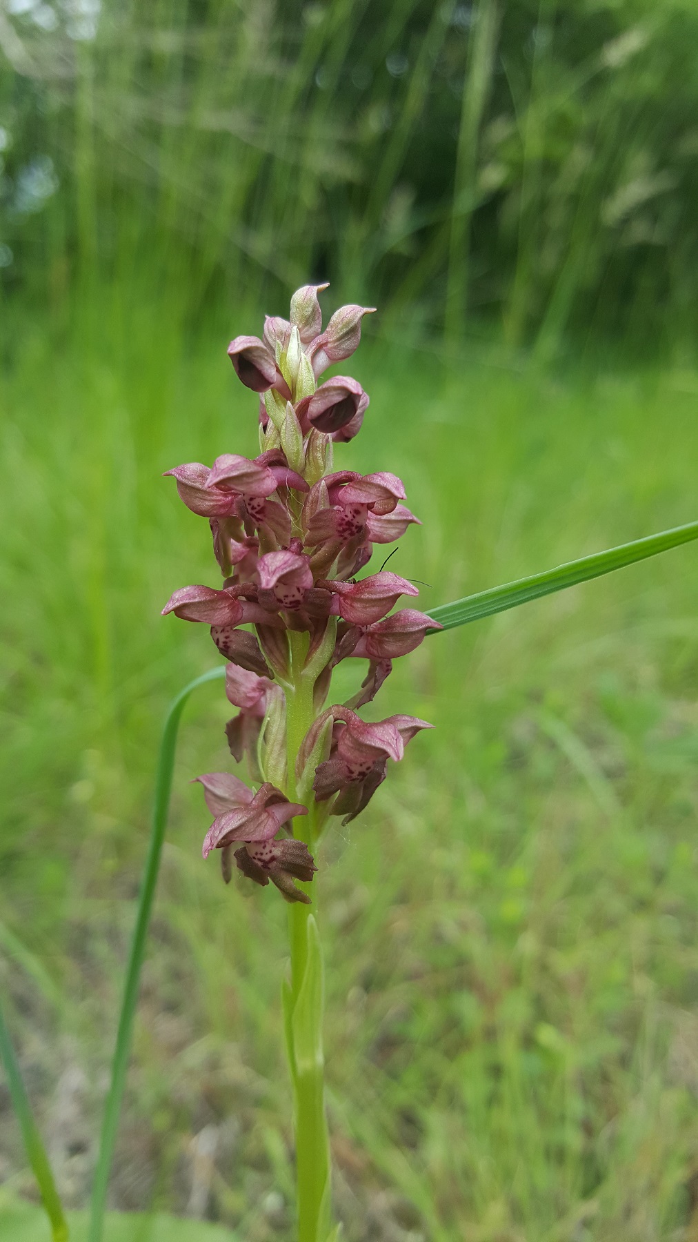 Anacamptis coriophora.jpg