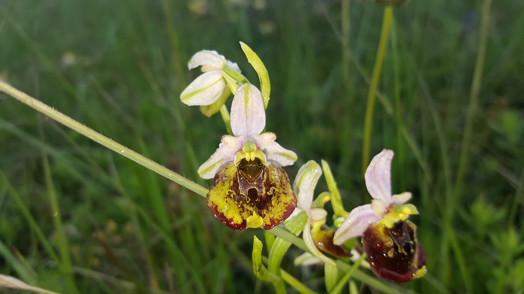 Ophrys holoserica (2).jpg