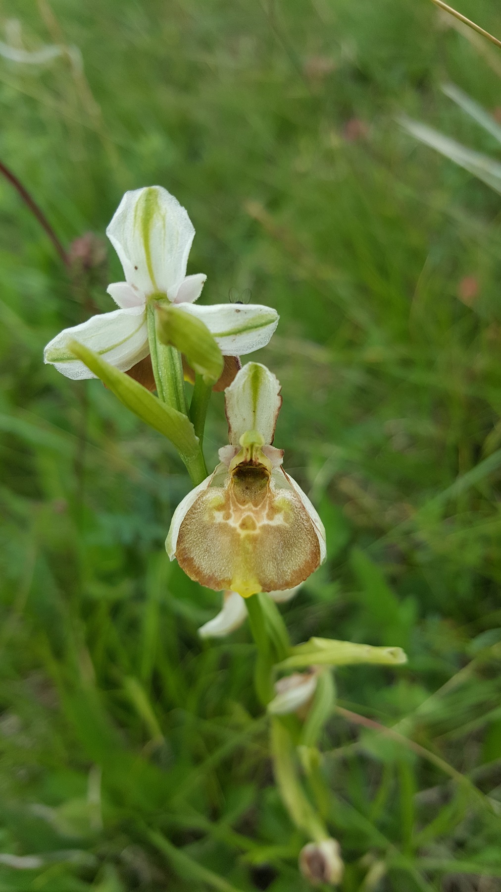 Ophrys holoserica.jpg