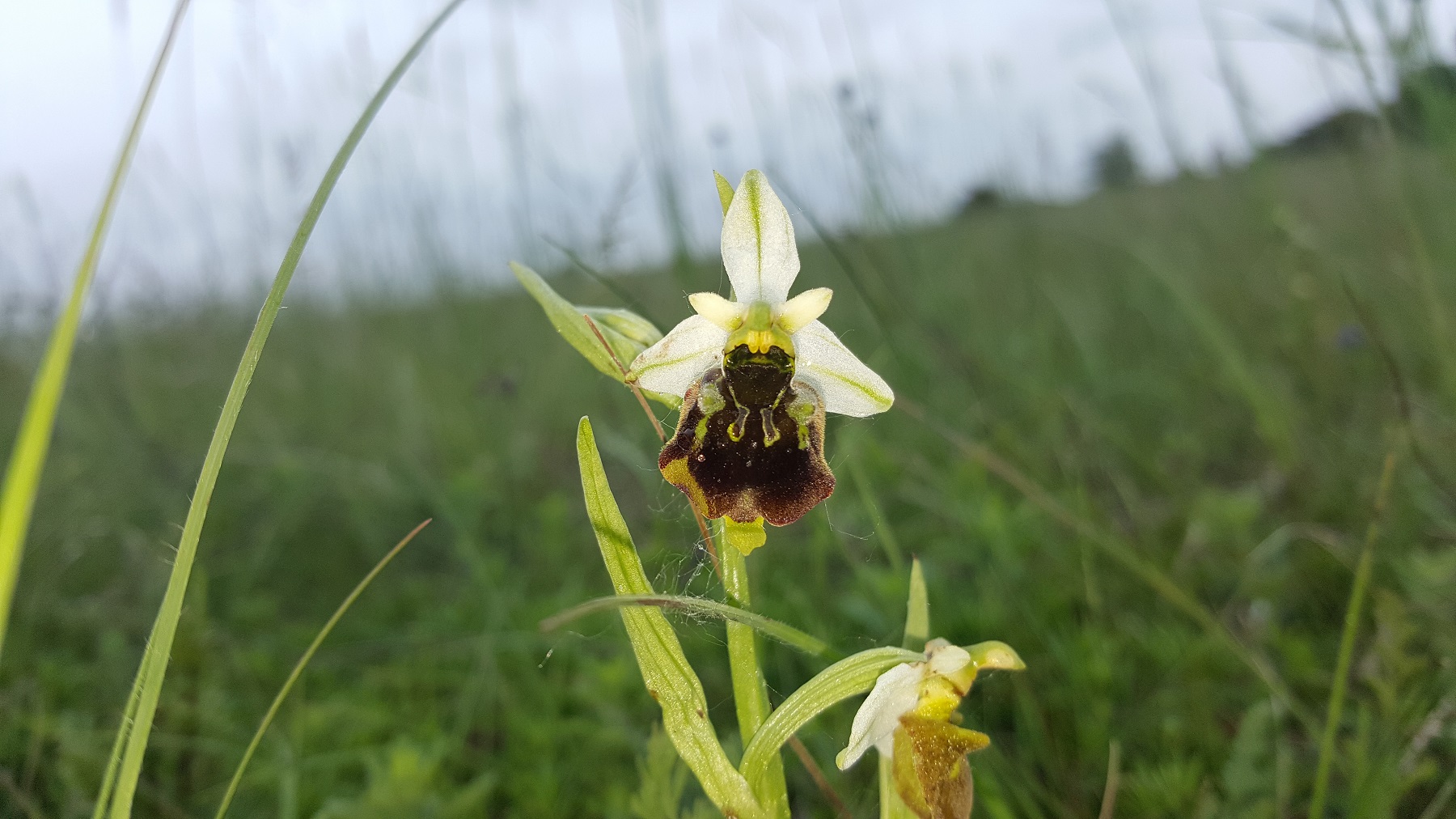 Ophrys holosericaXsphegodes.jpg
