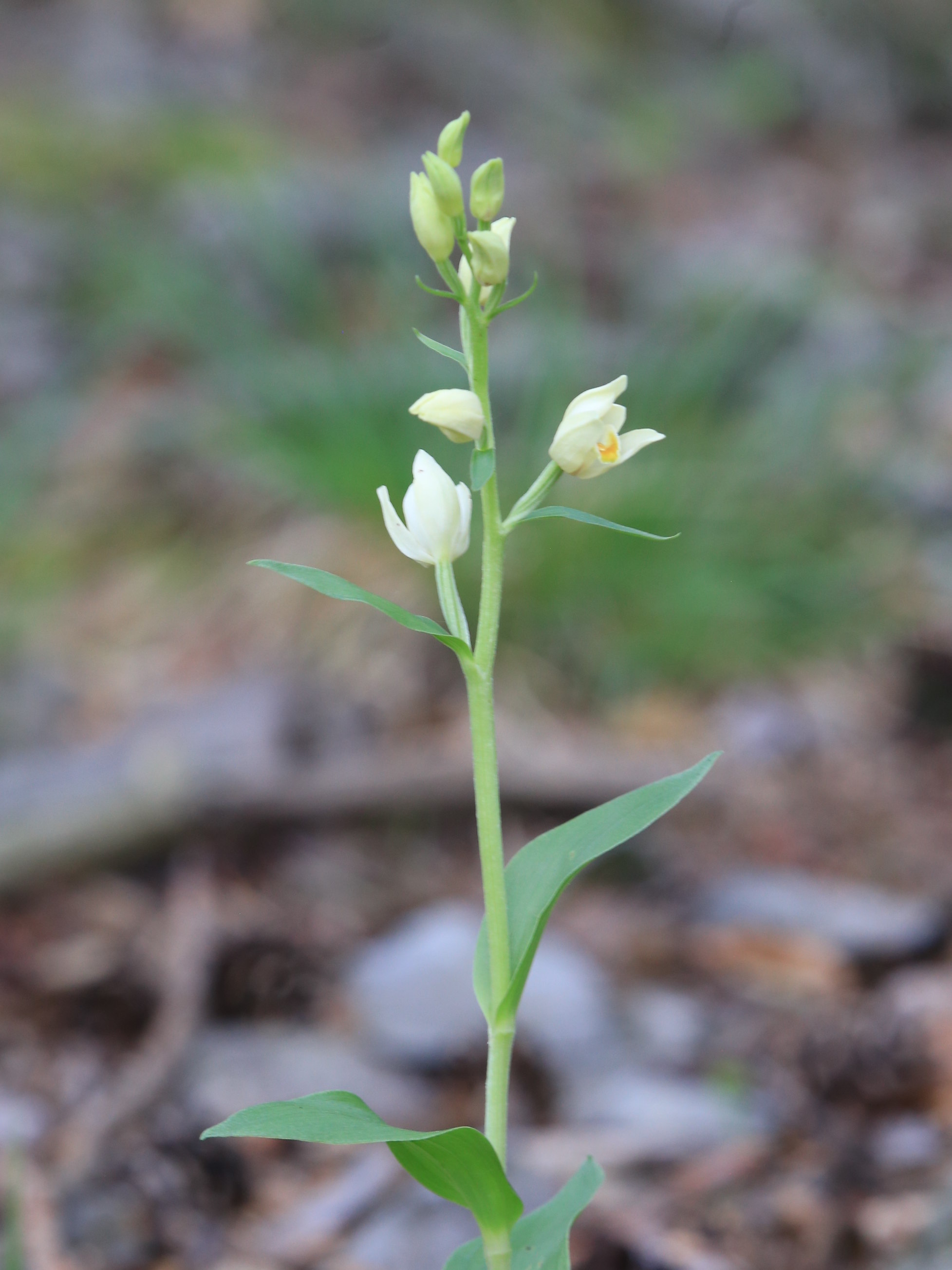 Cephalanthera damasonium_zigoellerkogel.JPG