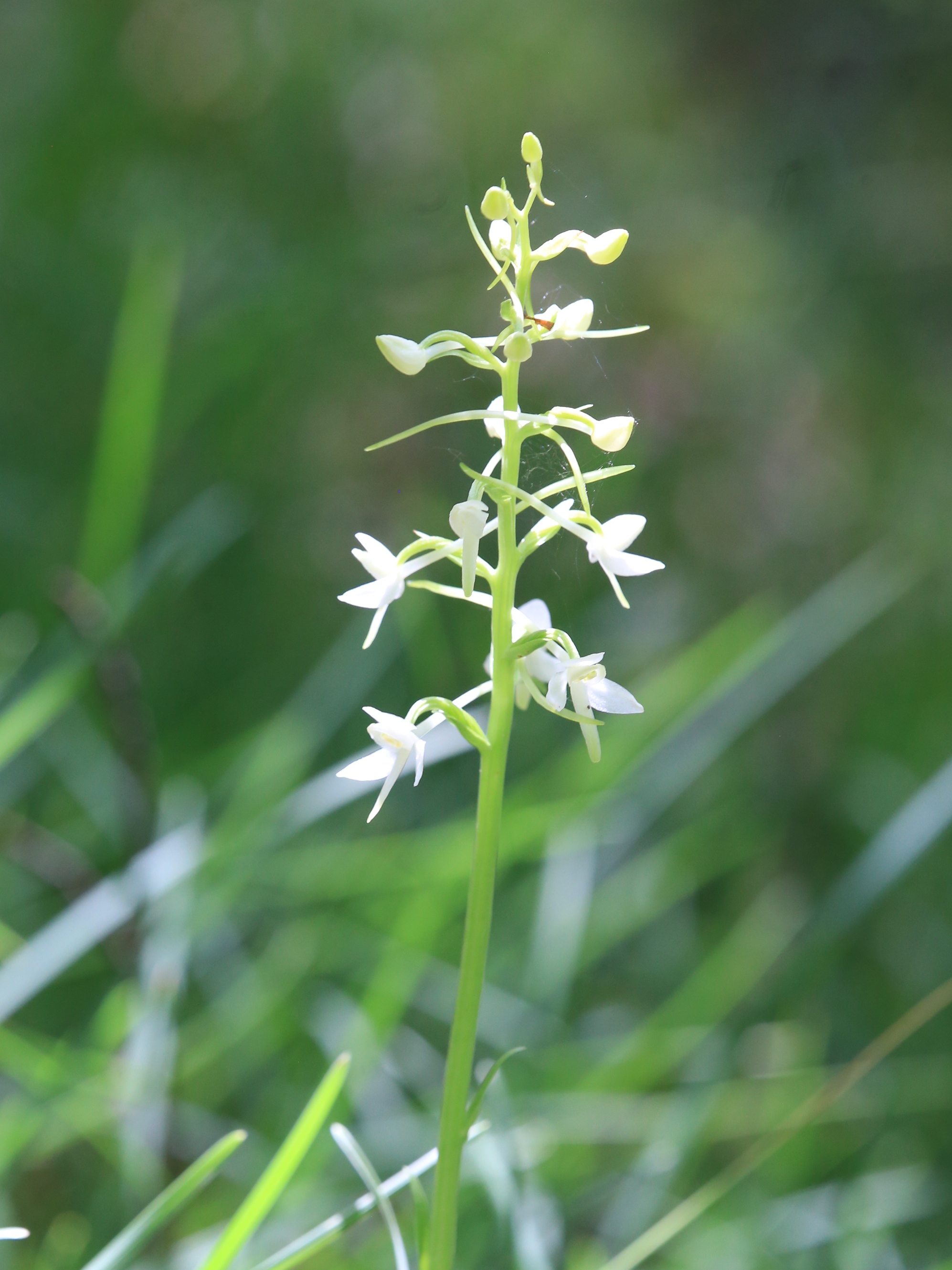 Platanthera_zigoellerkogel2.JPG